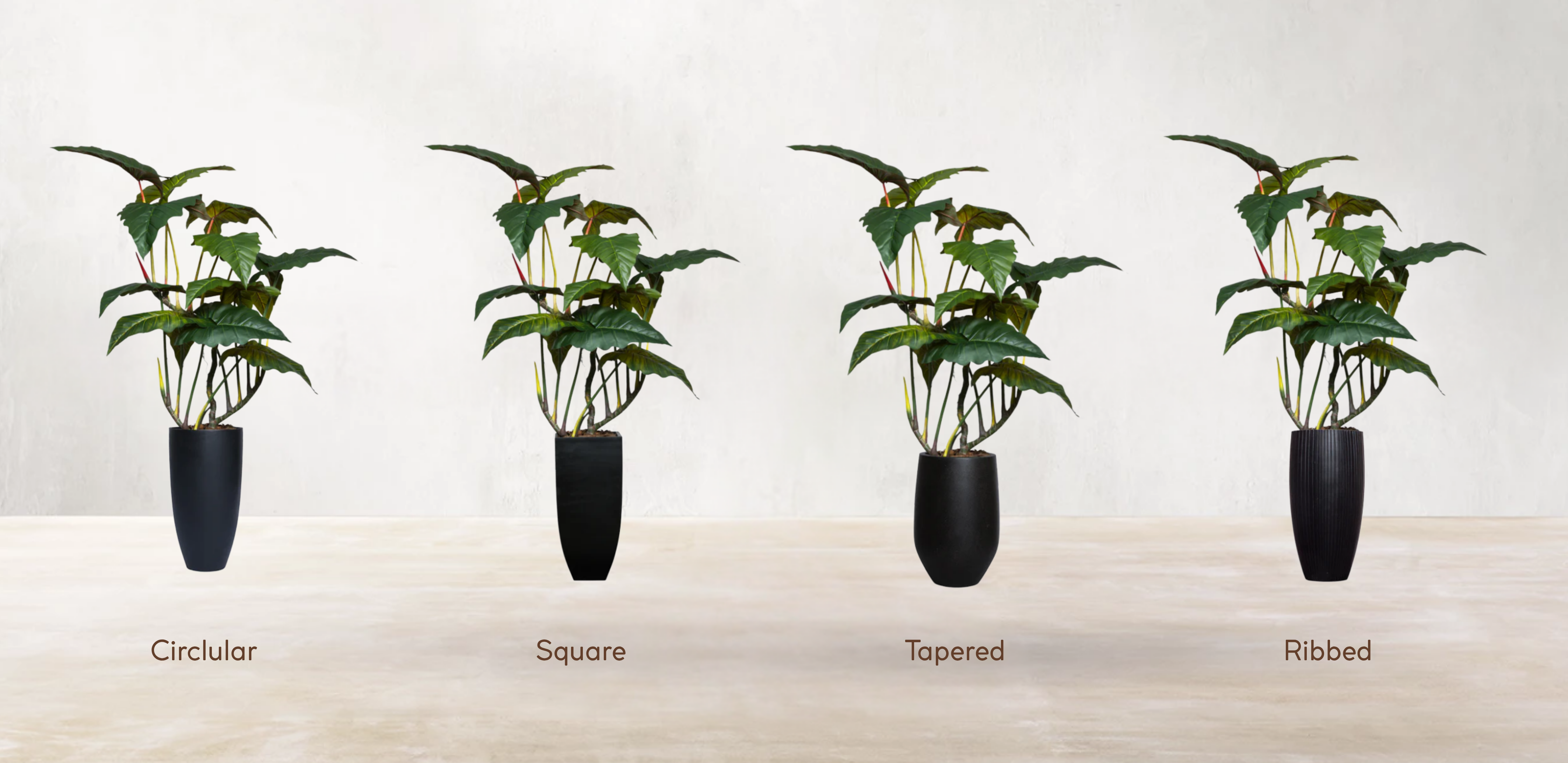 Brazilian Philodendron
