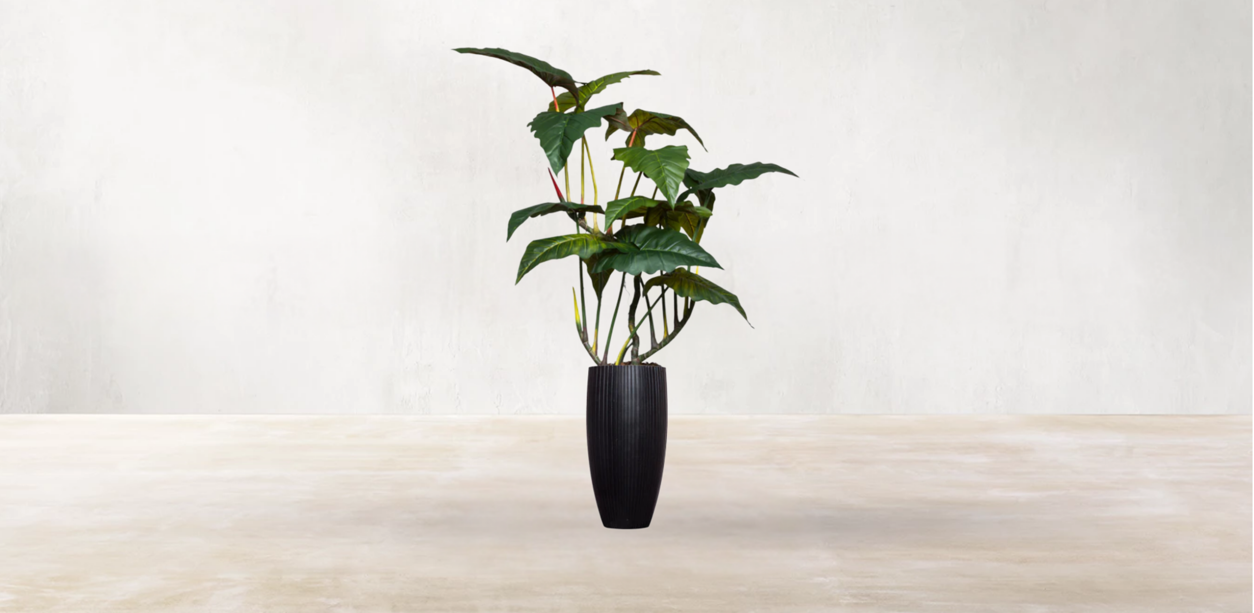 Brazilian Philodendron