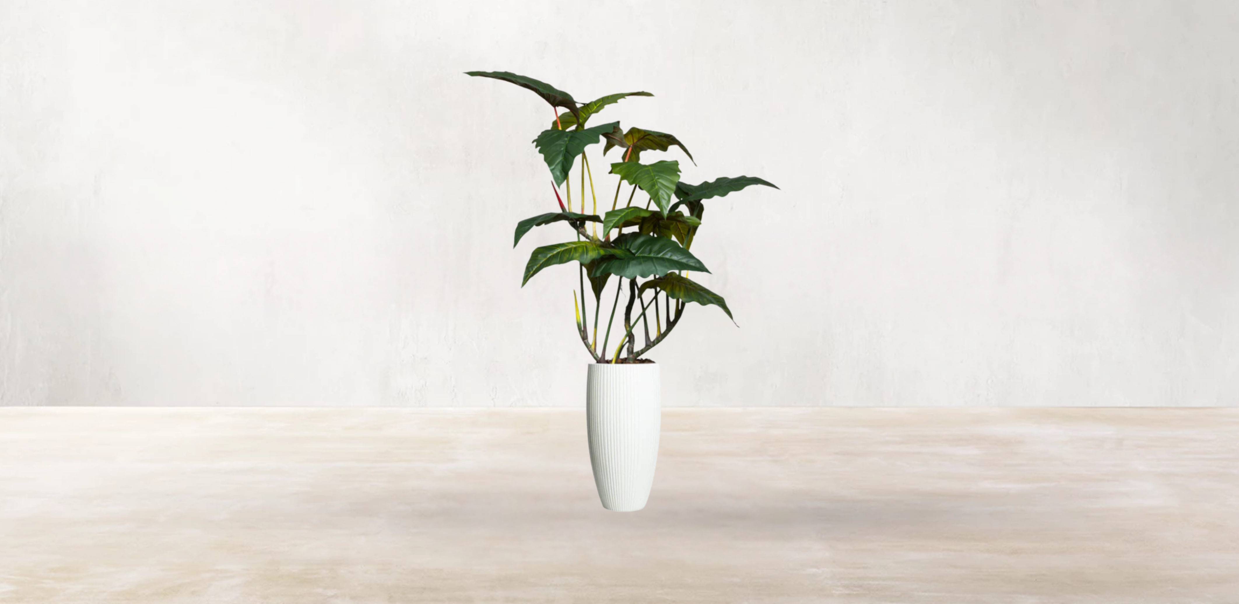 Brazilian Philodendron