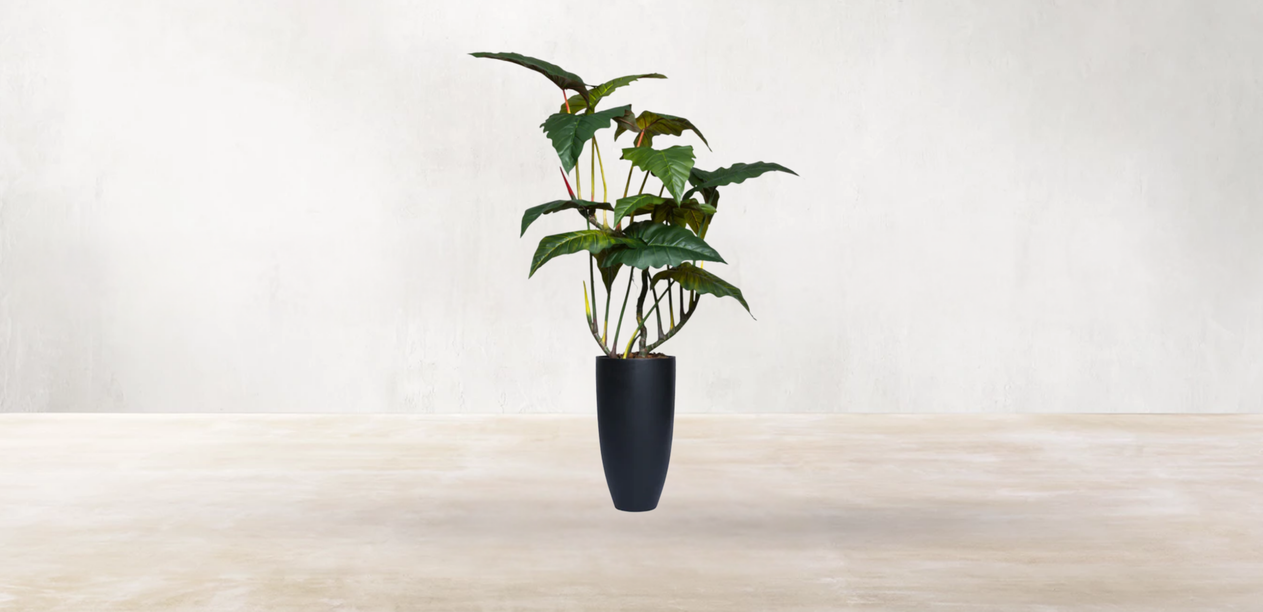 Brazilian Philodendron