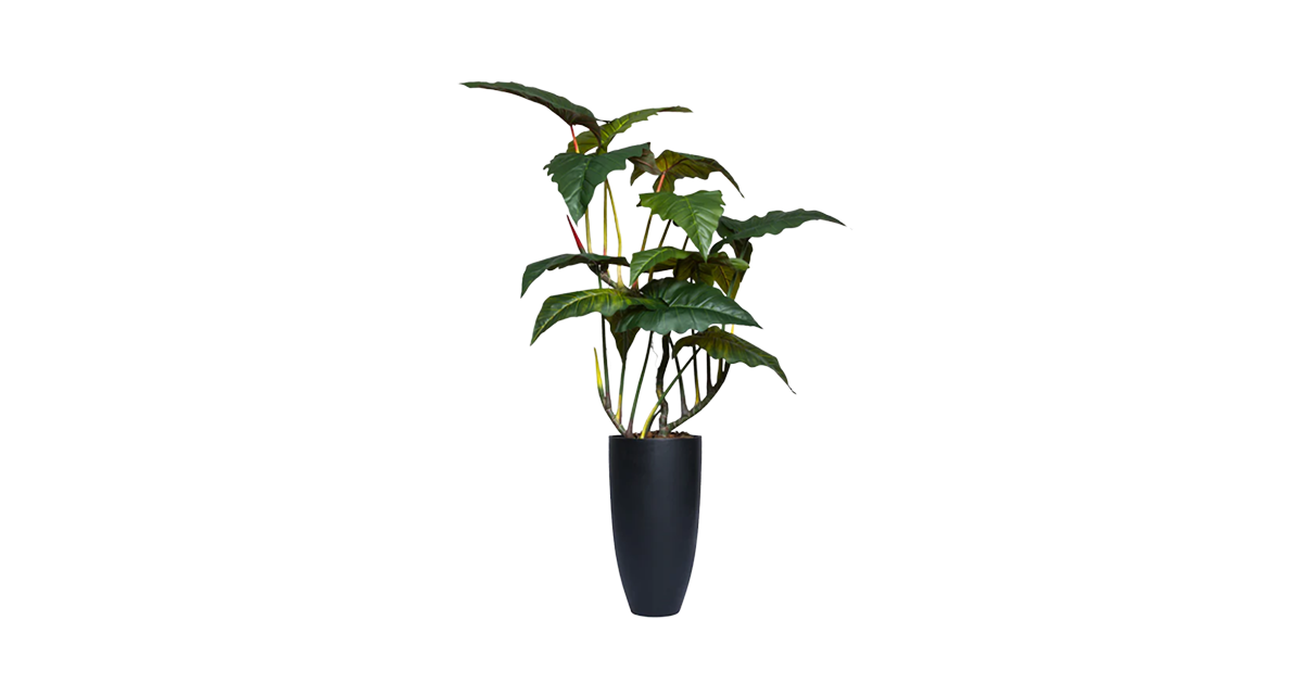 Brazilian Philodendron
