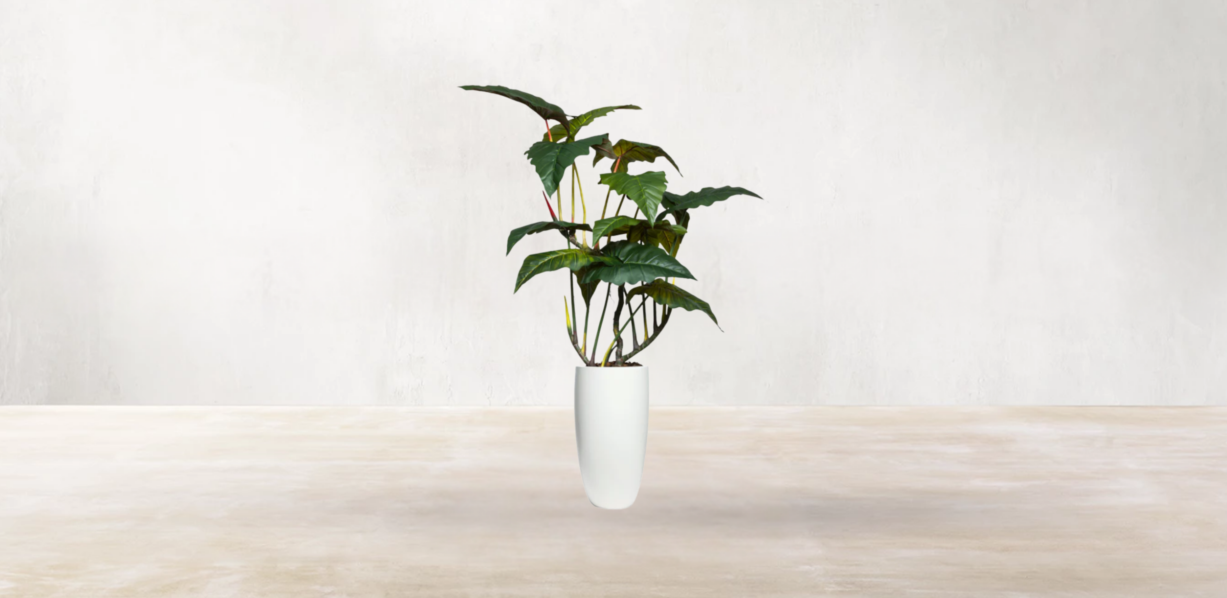 Brazilian Philodendron
