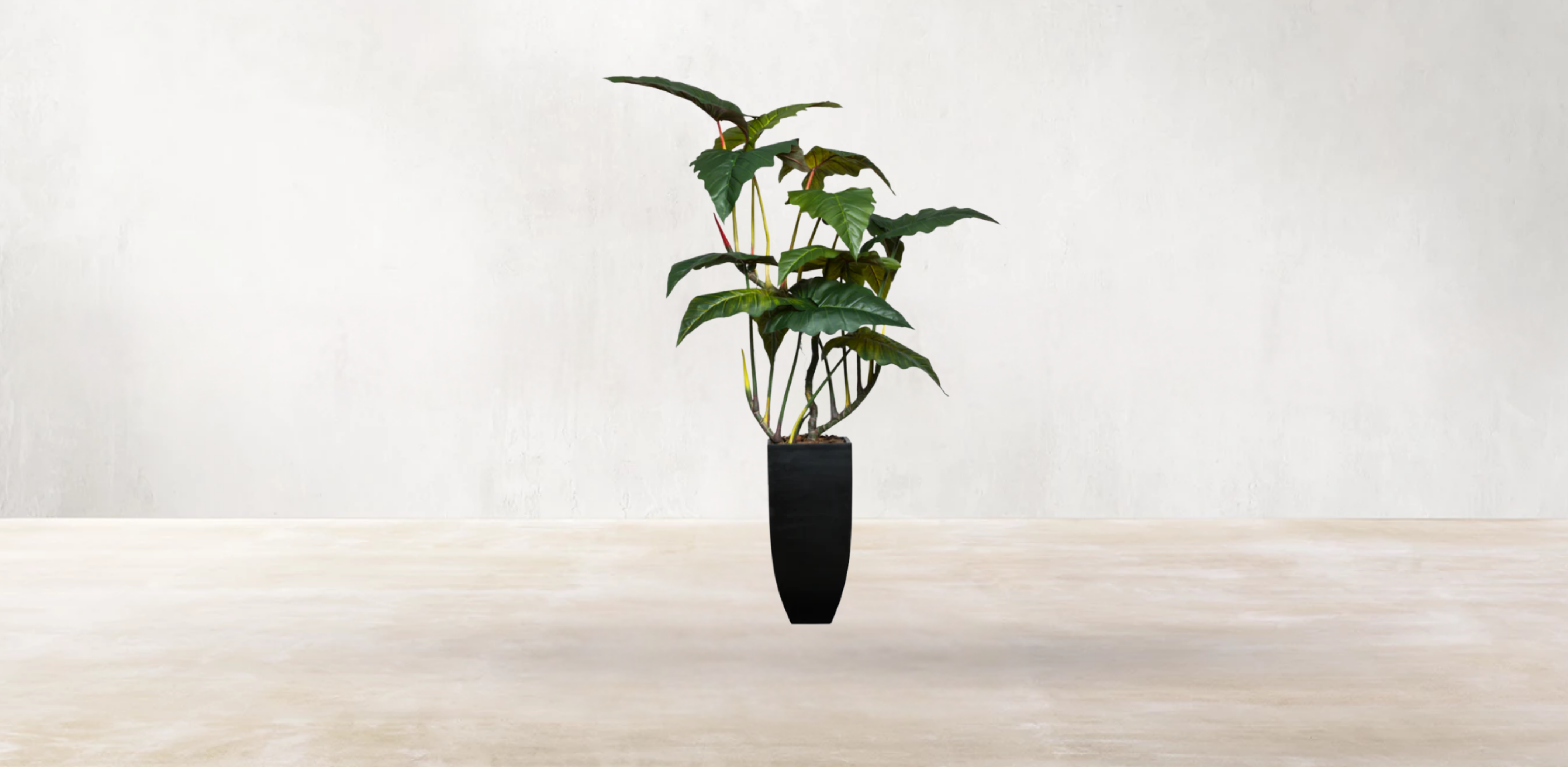 Brazilian Philodendron