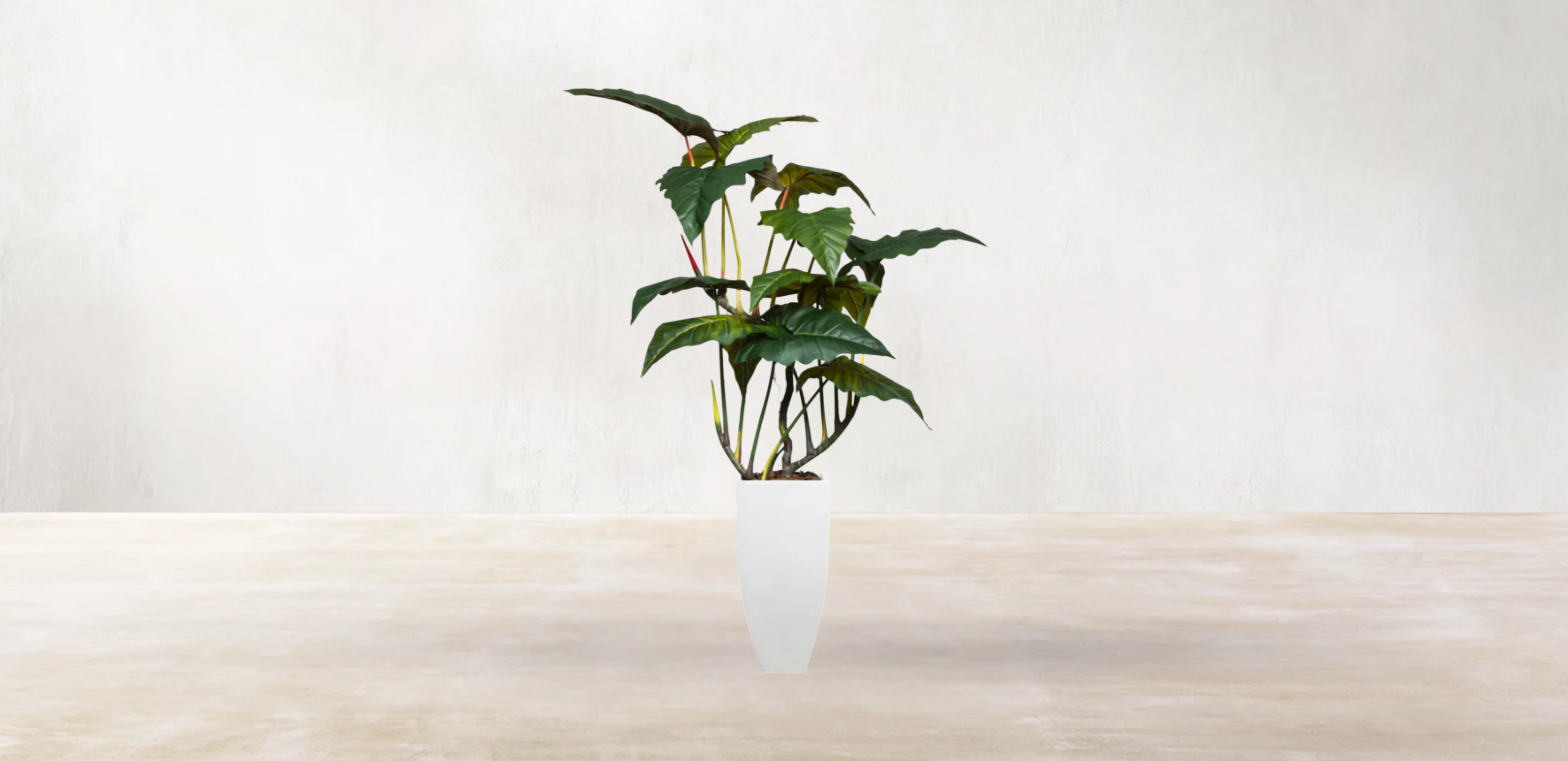 Brazilian Philodendron