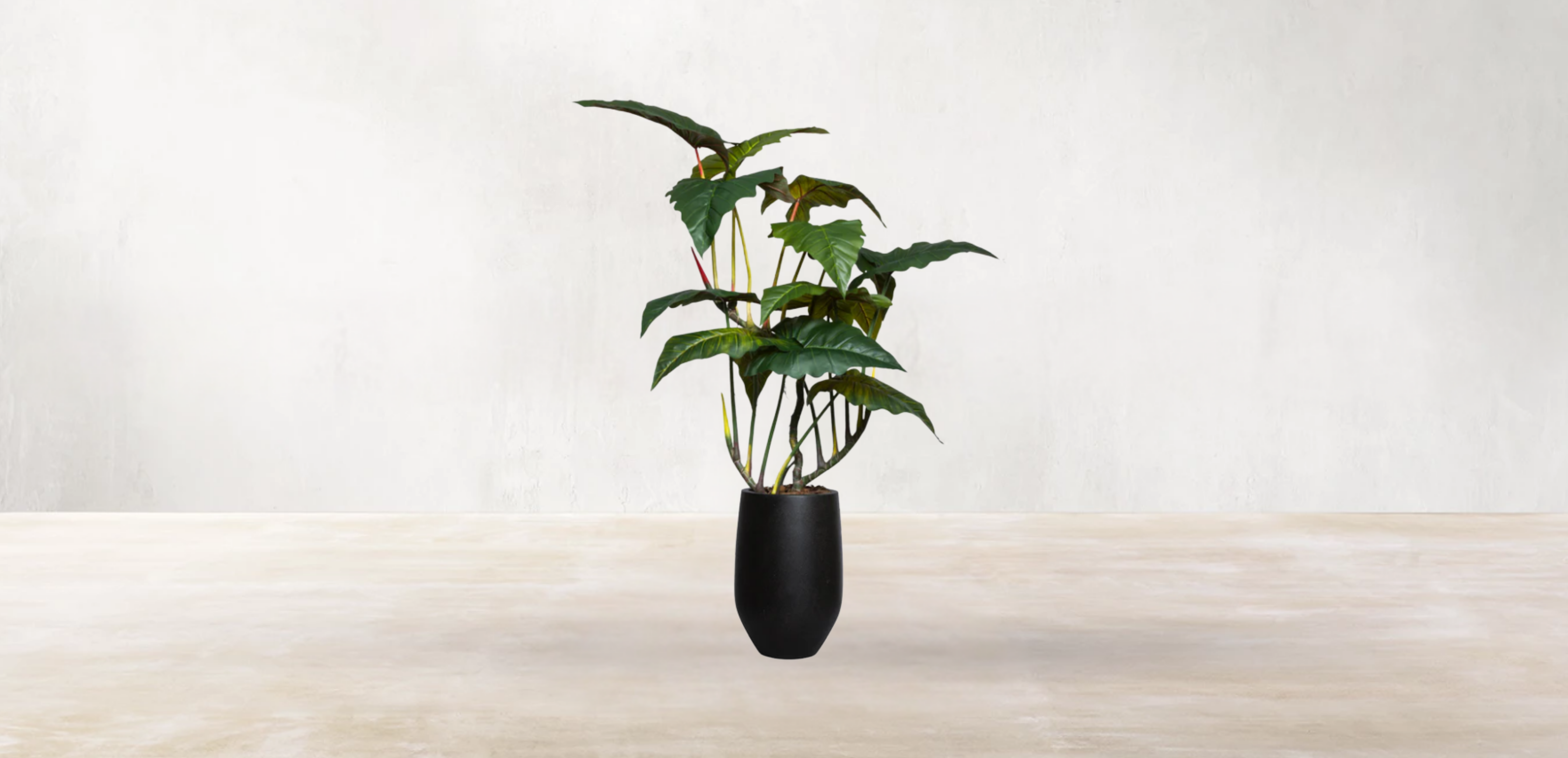 Brazilian Philodendron
