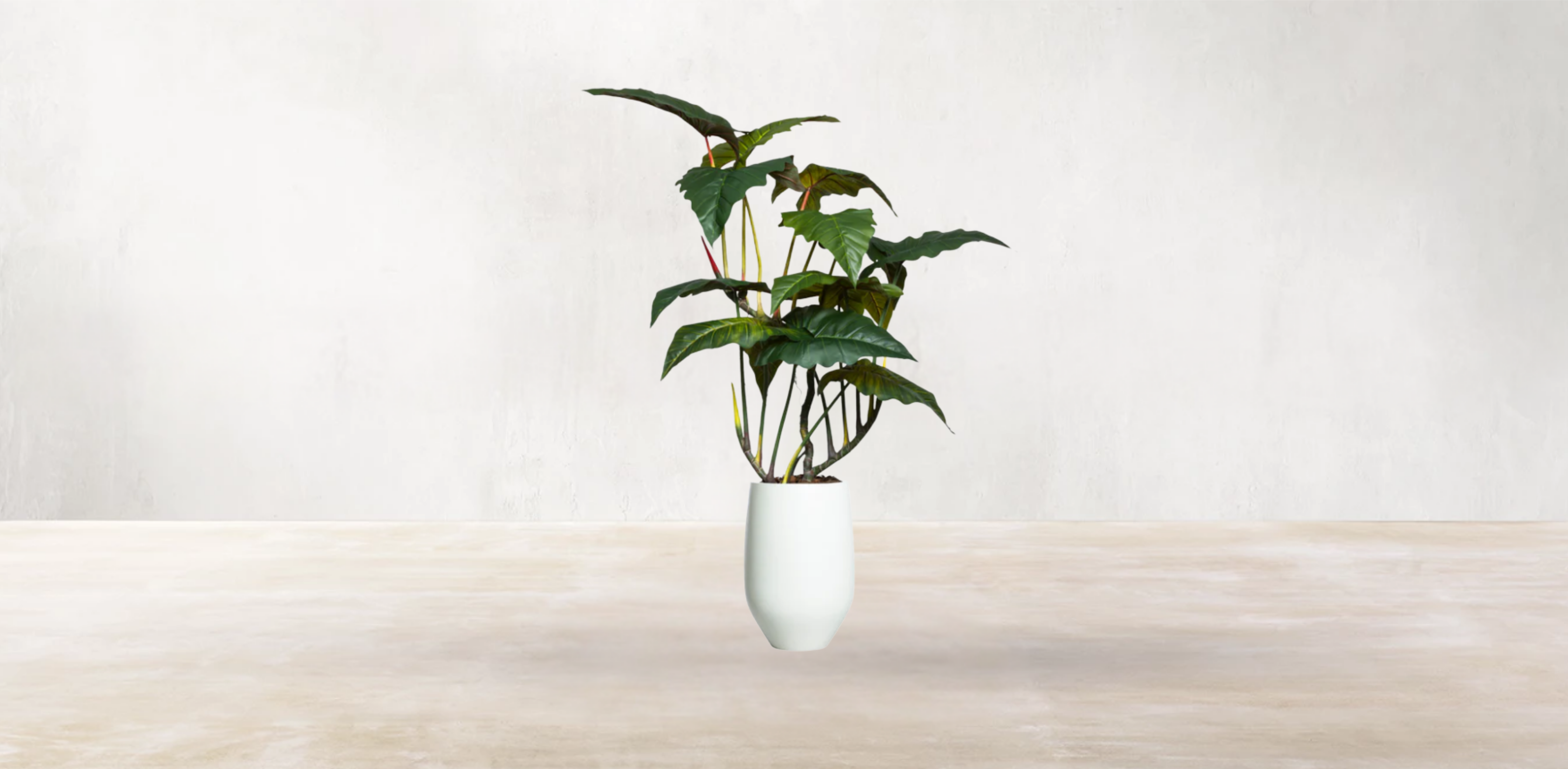 Brazilian Philodendron