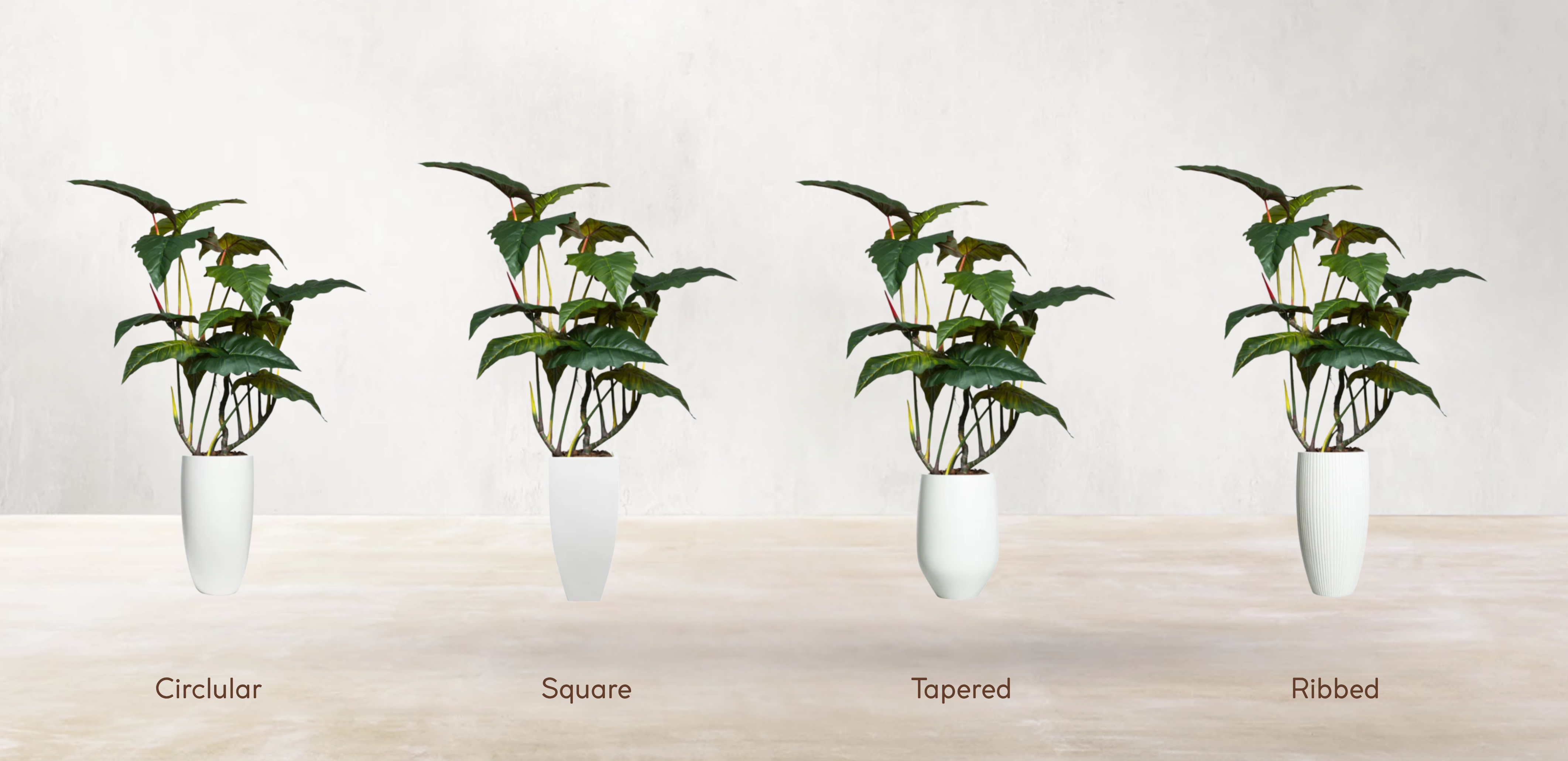 Brazilian Philodendron