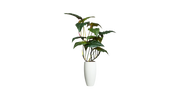 Brazilian Philodendron