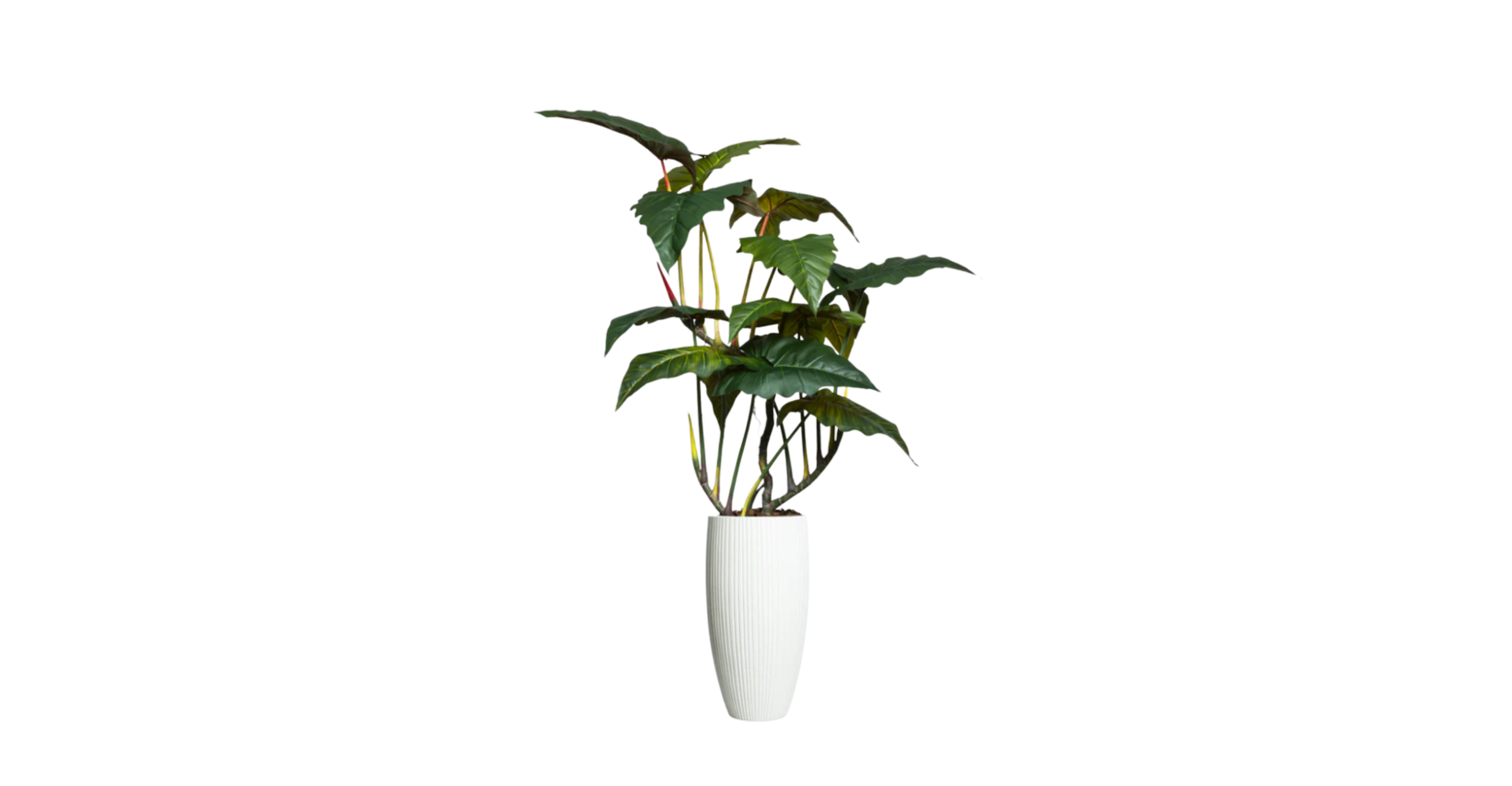 Brazilian Philodendron