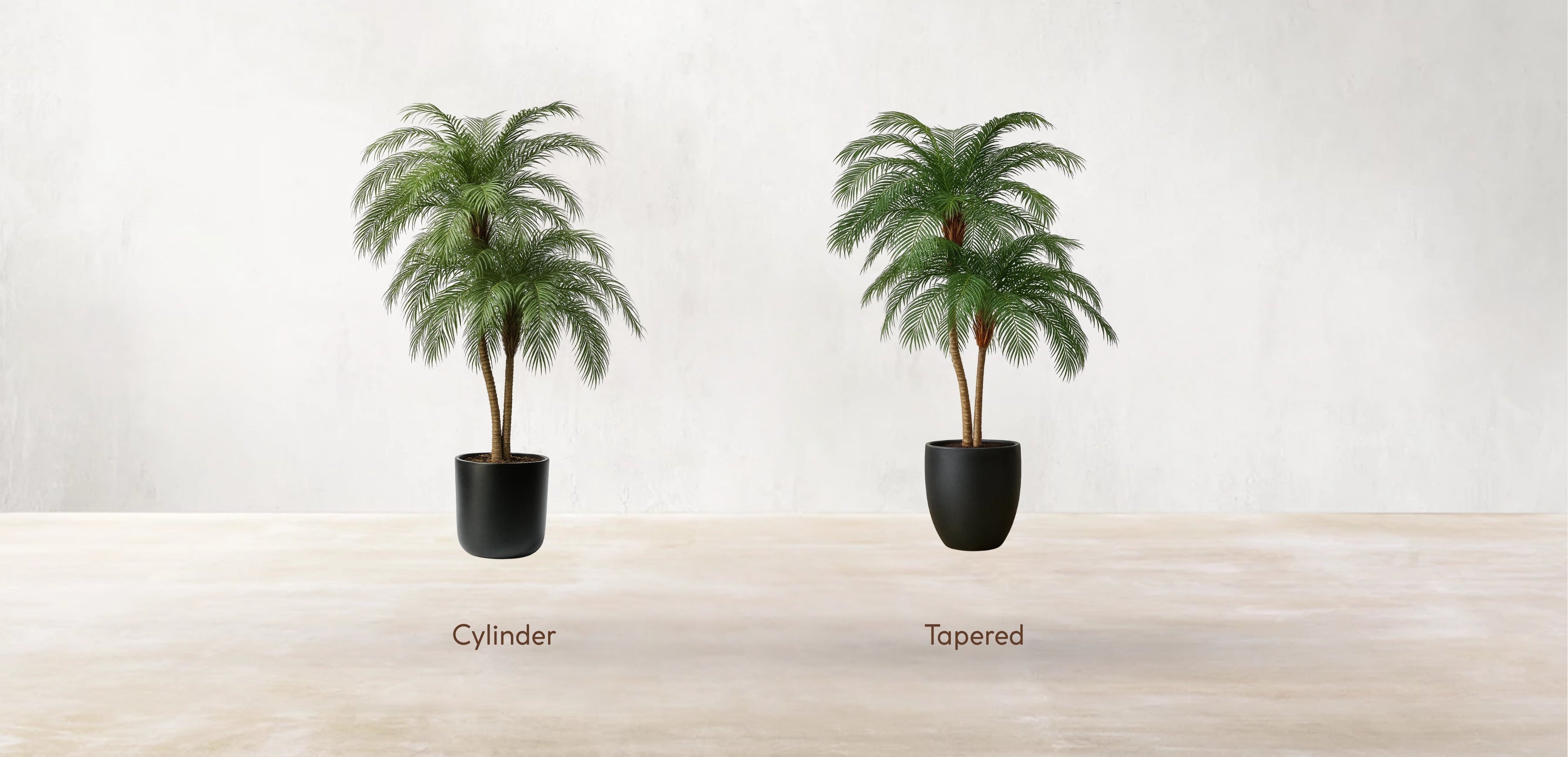 Phoenix Palm Tree
