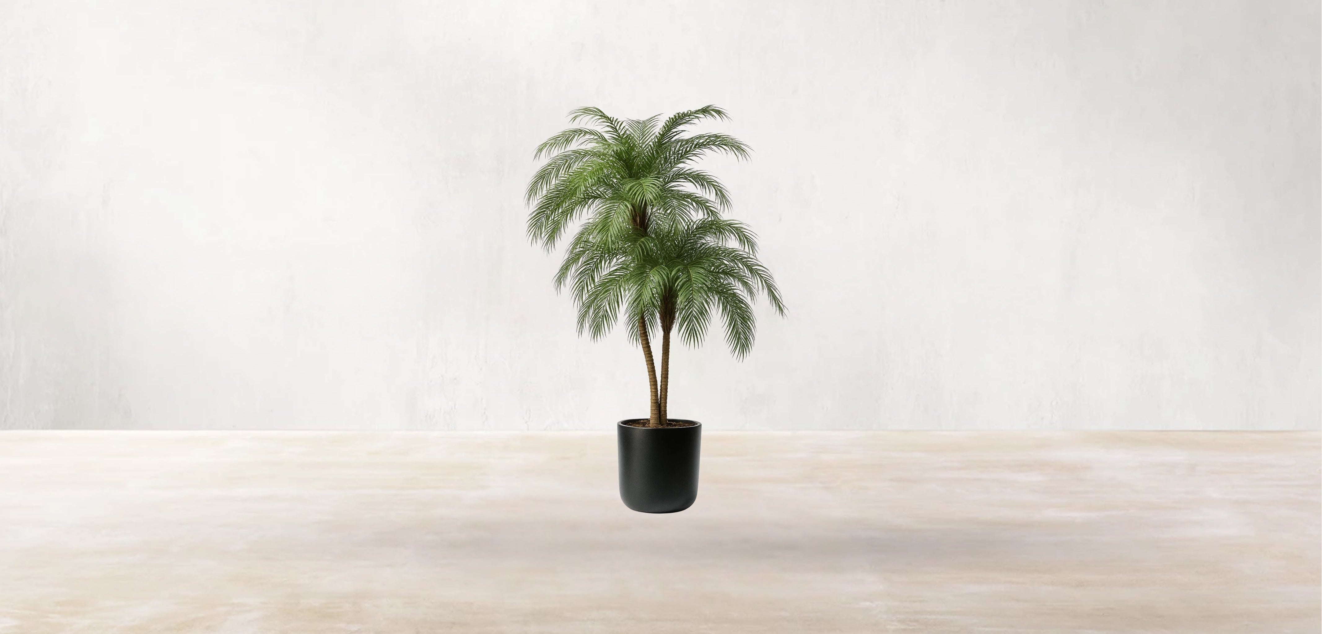 Phoenix Palm Tree