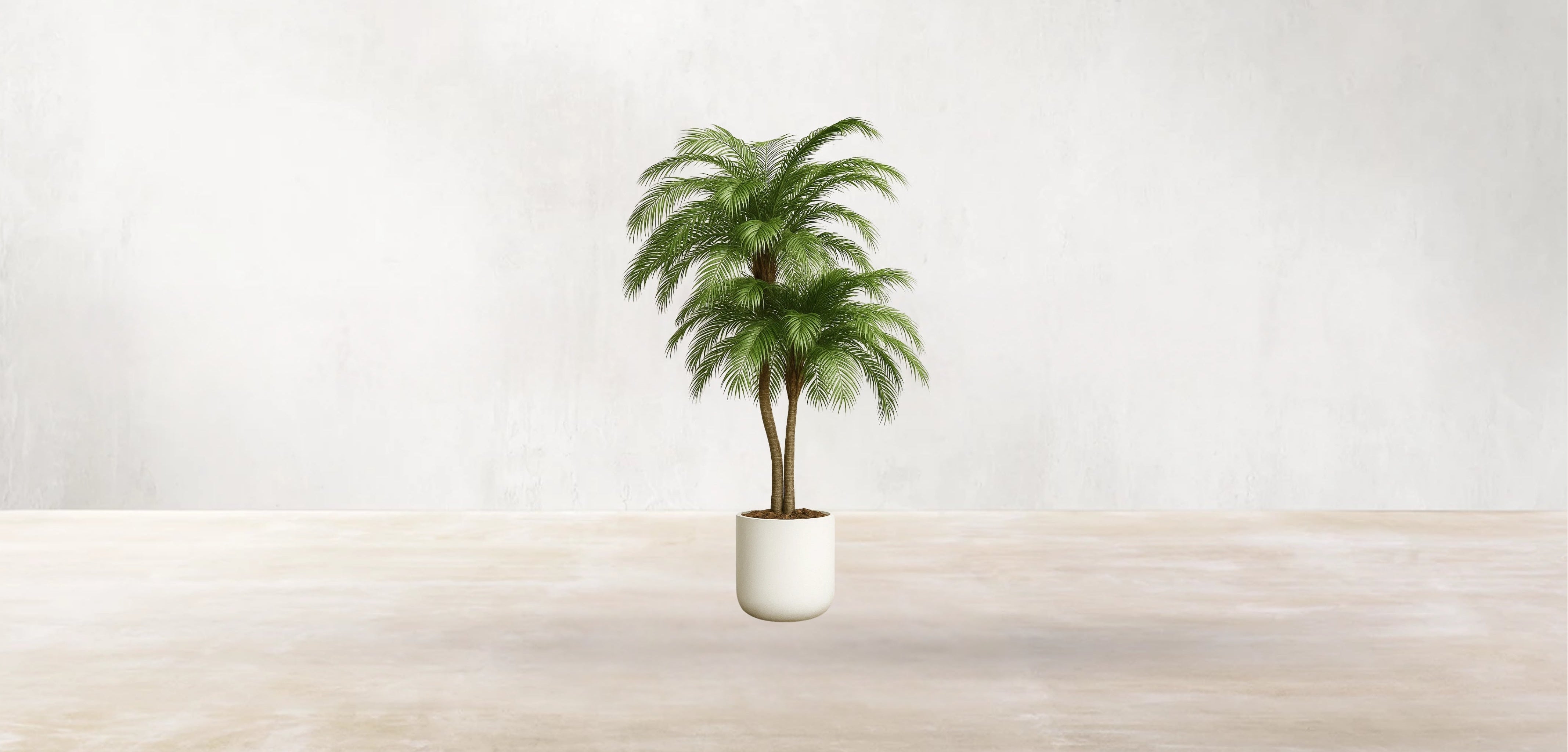 Phoenix Palm Tree