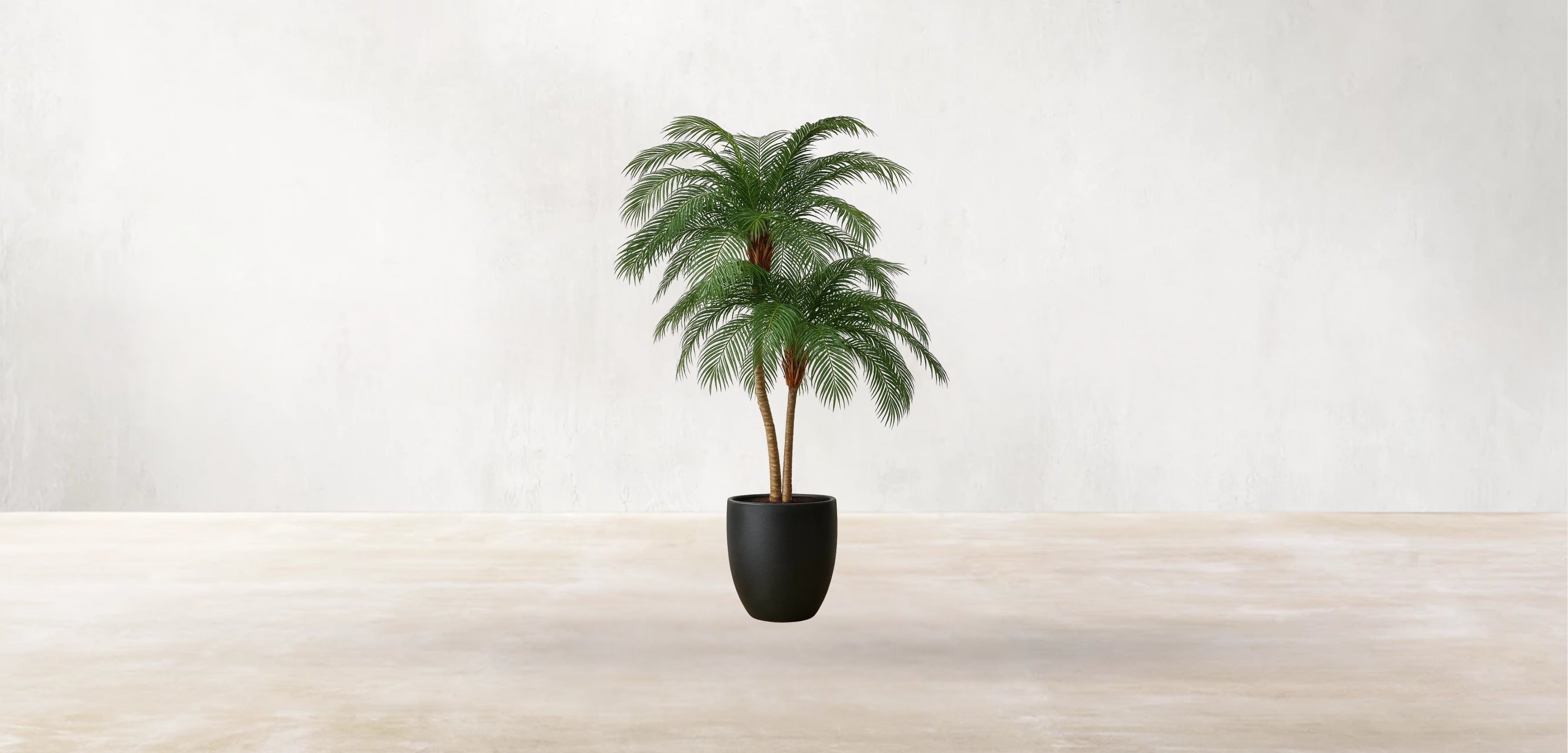 Phoenix Palm Tree