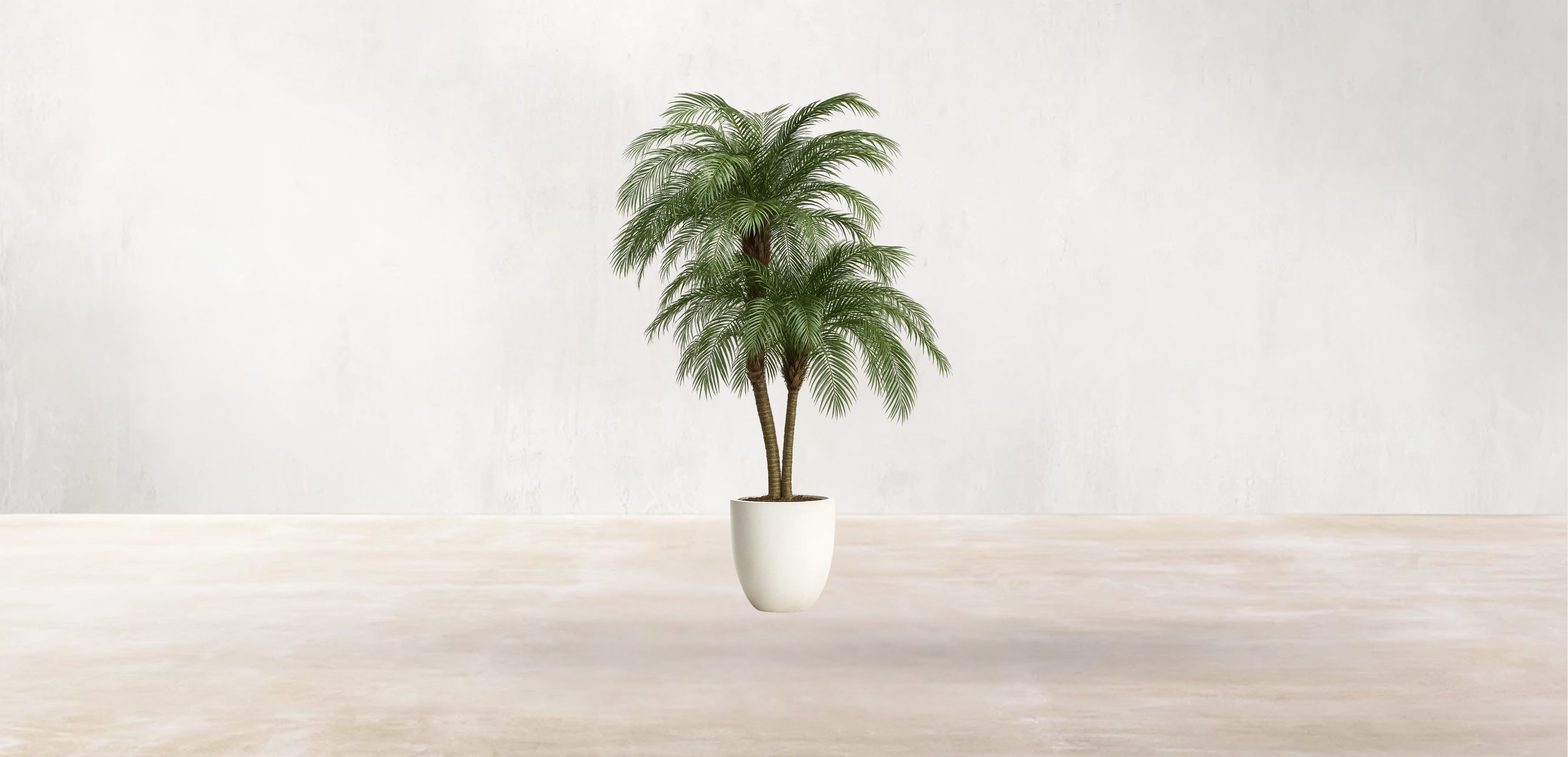 Phoenix Palm Tree