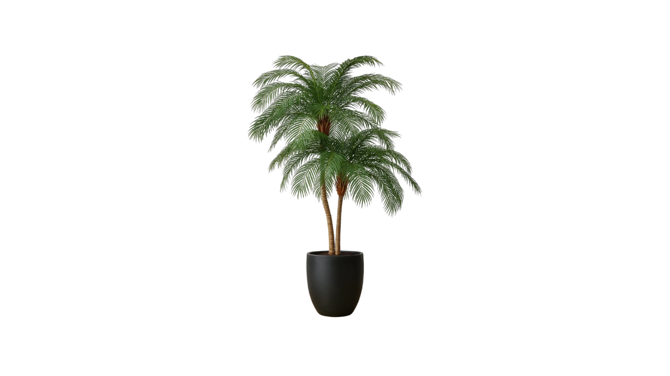 Phoenix Palm Tree