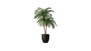 Phoenix Palm Tree