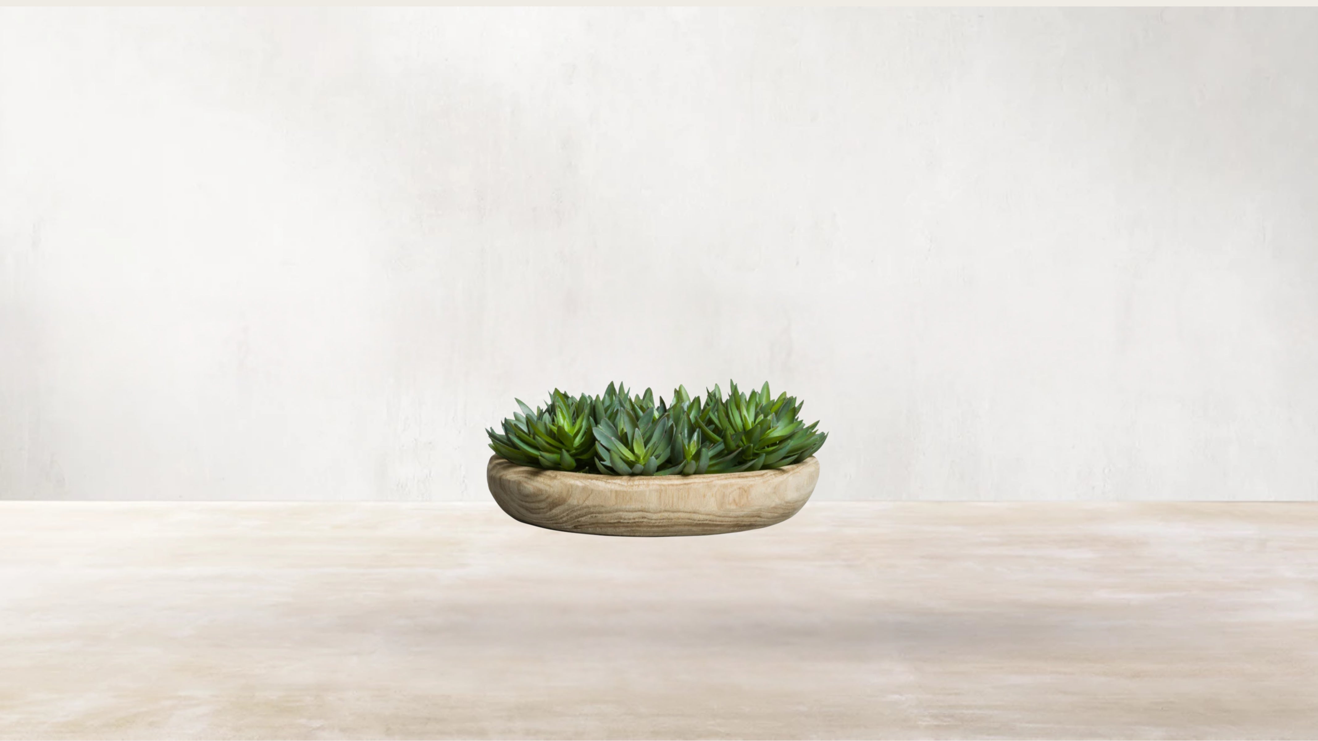 Mexican Echeveria Elegans