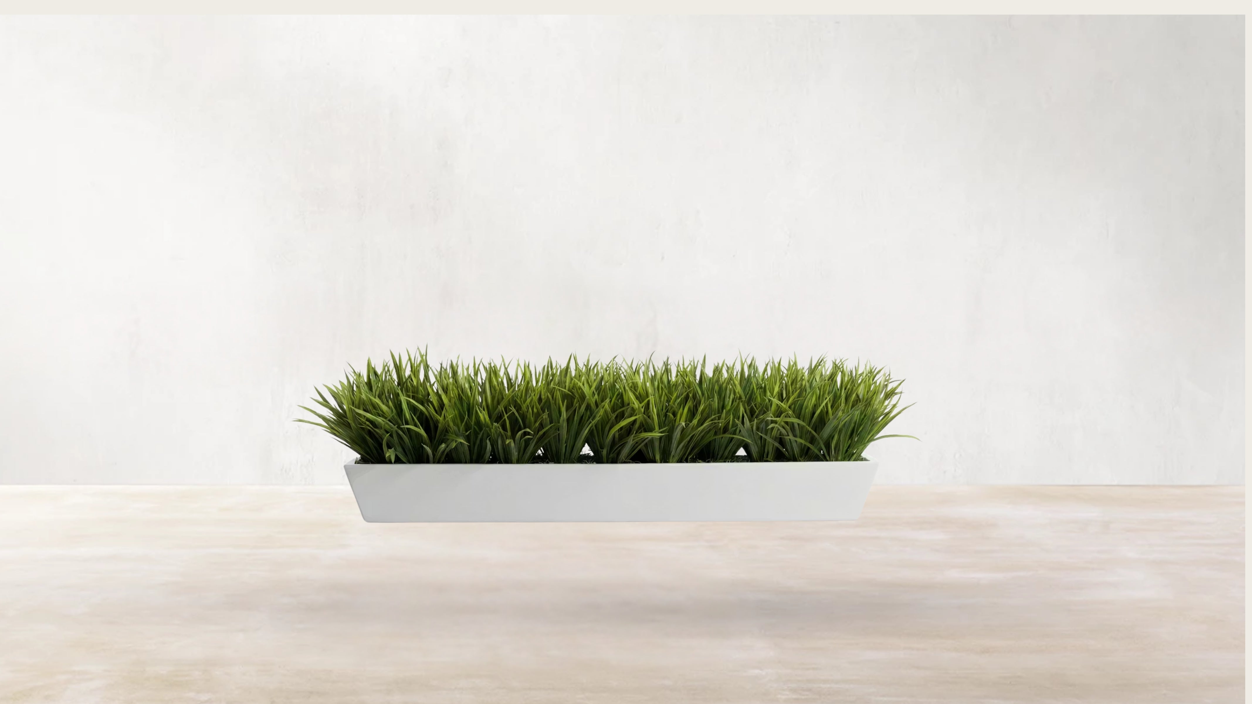 European Meadow Grass