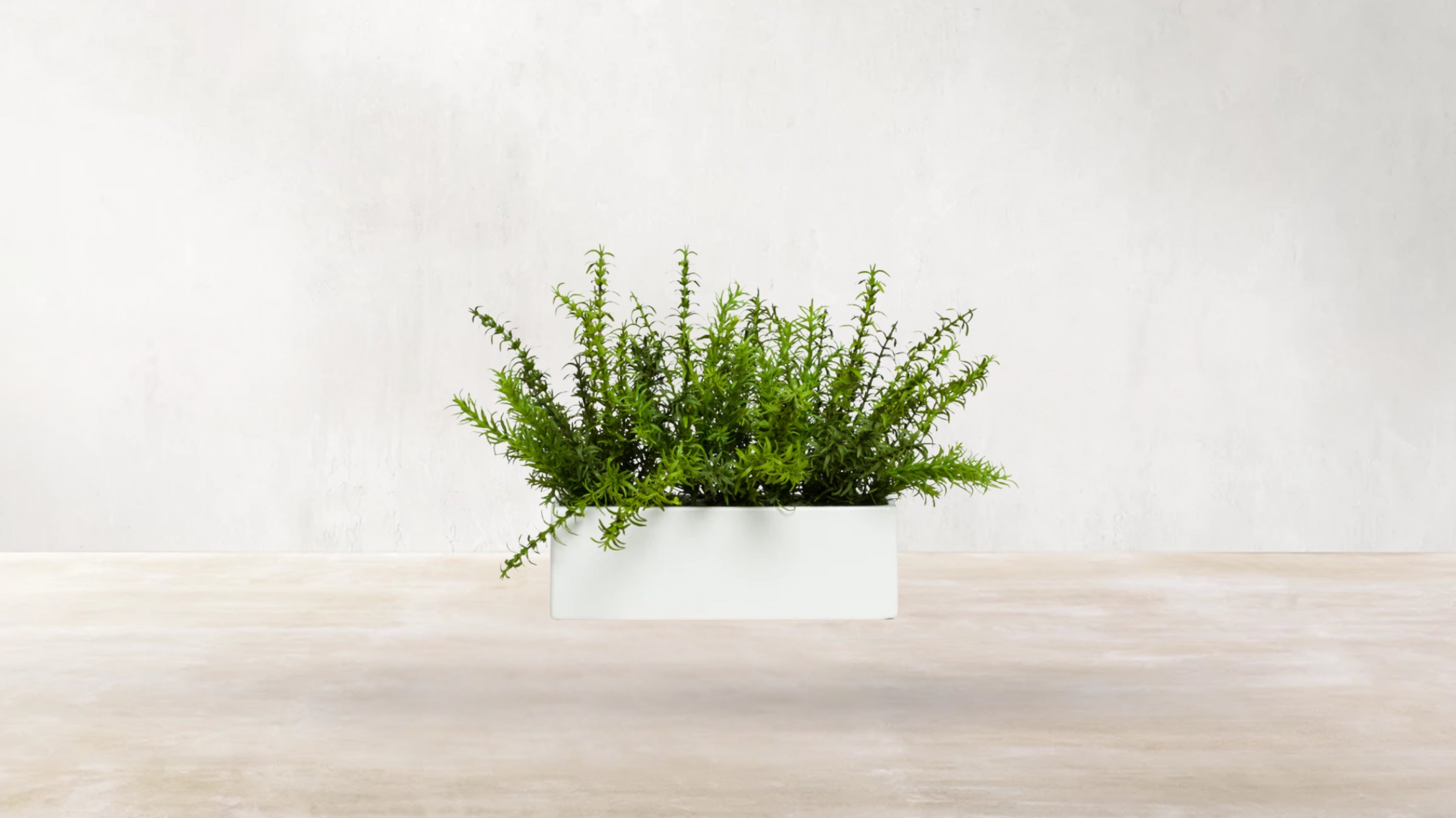 Spanish Rosemary