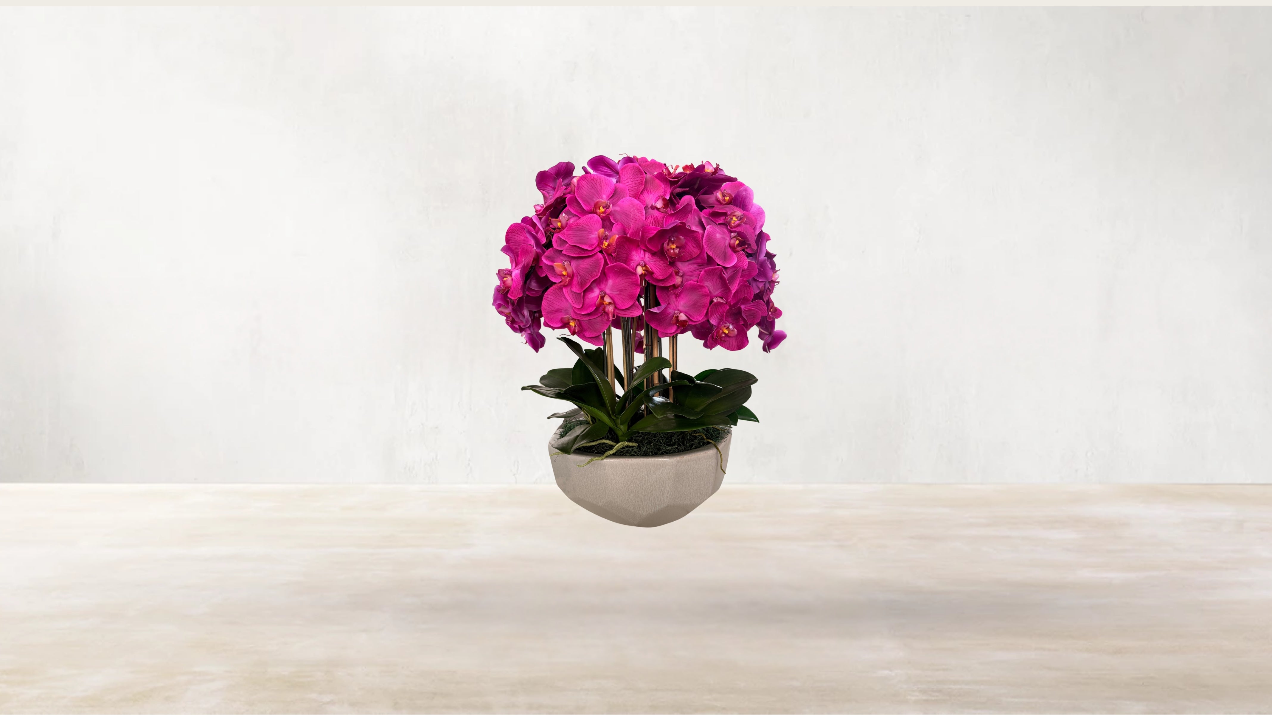 Magenta Orchid in Anthesis