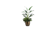 Chilean Tropics Blend