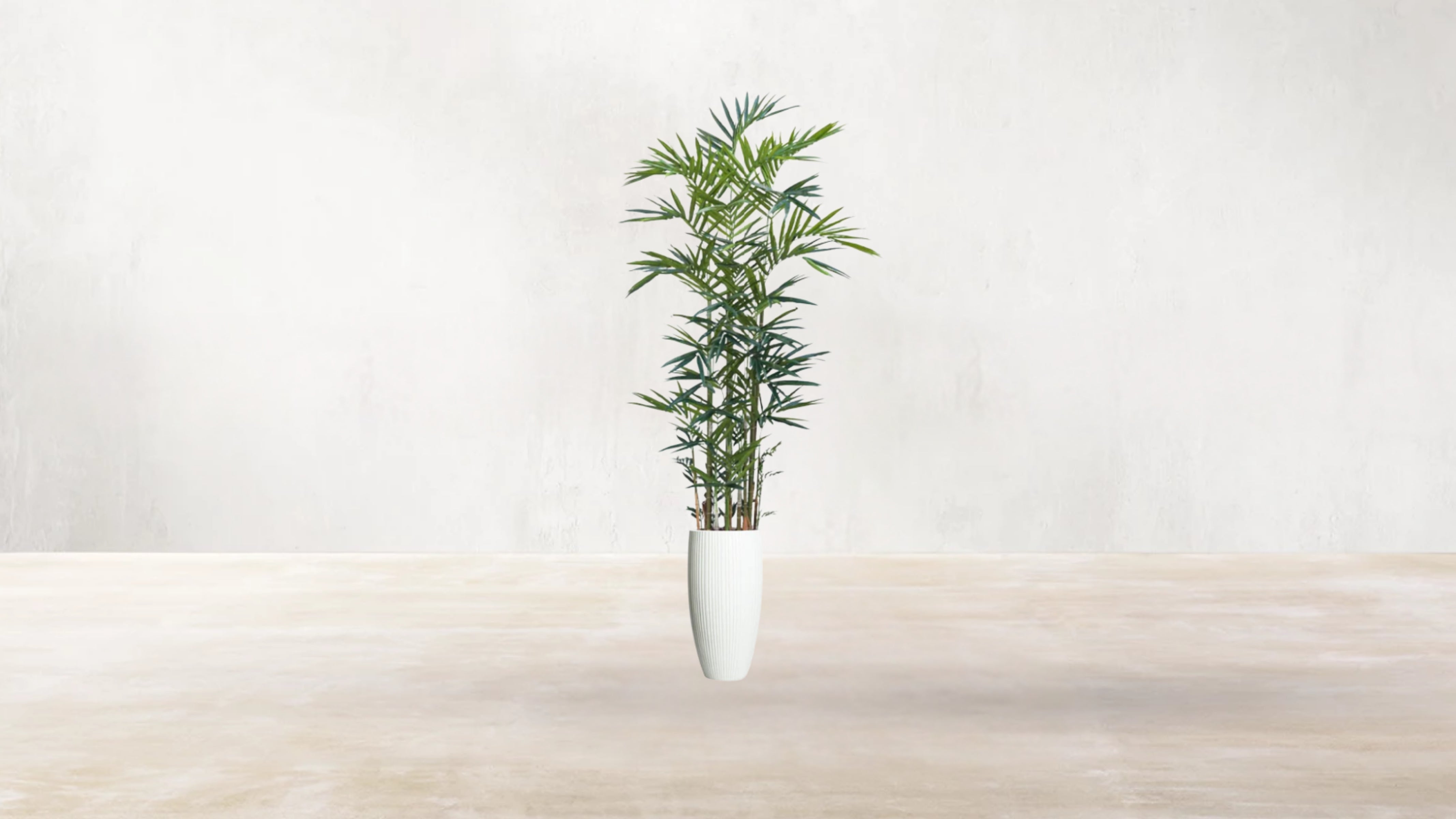 Australian Kentia Palm