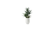 Mojave Desert Blend