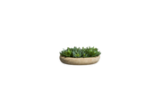 Mexican Echeveria Elegans