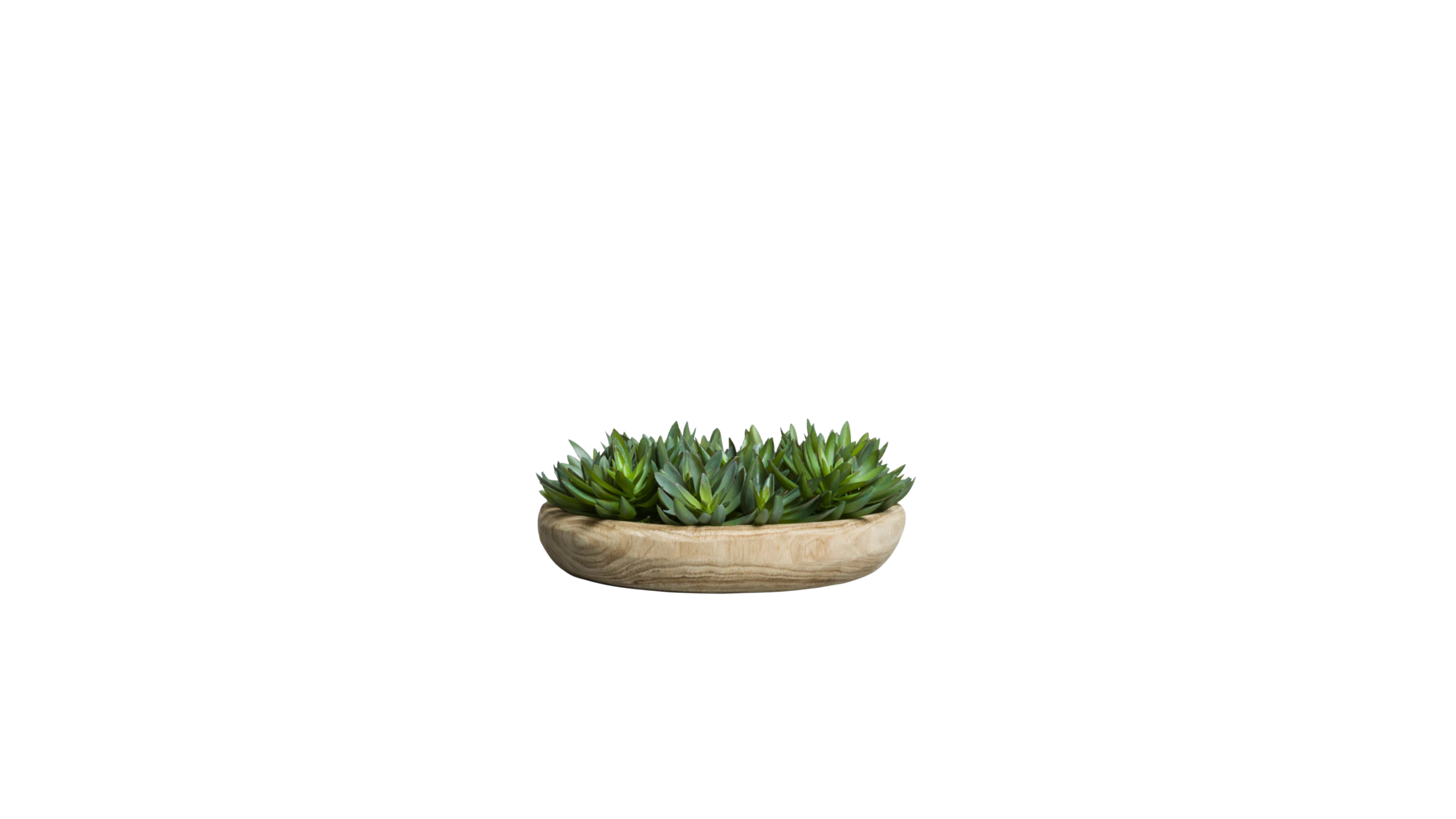 Mexican Echeveria Elegans