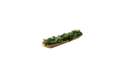 Sonoran Desert Succulent Blend
