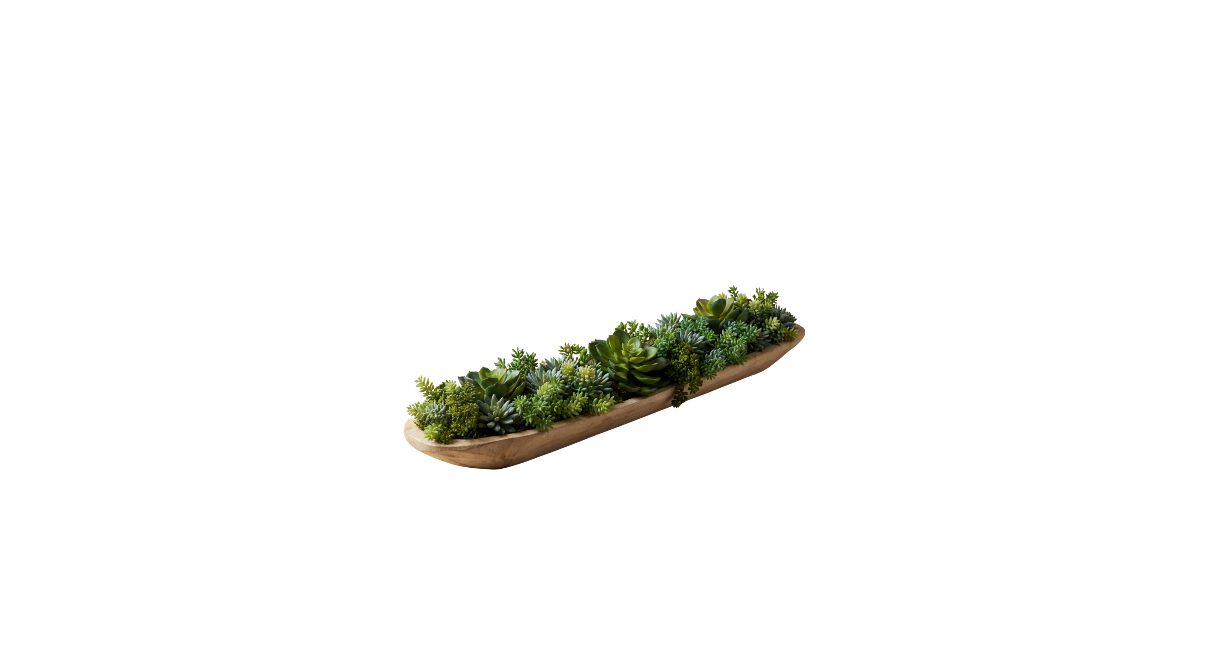 Sonoran Desert Succulent Blend