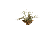 Australian Staghorn Crest
