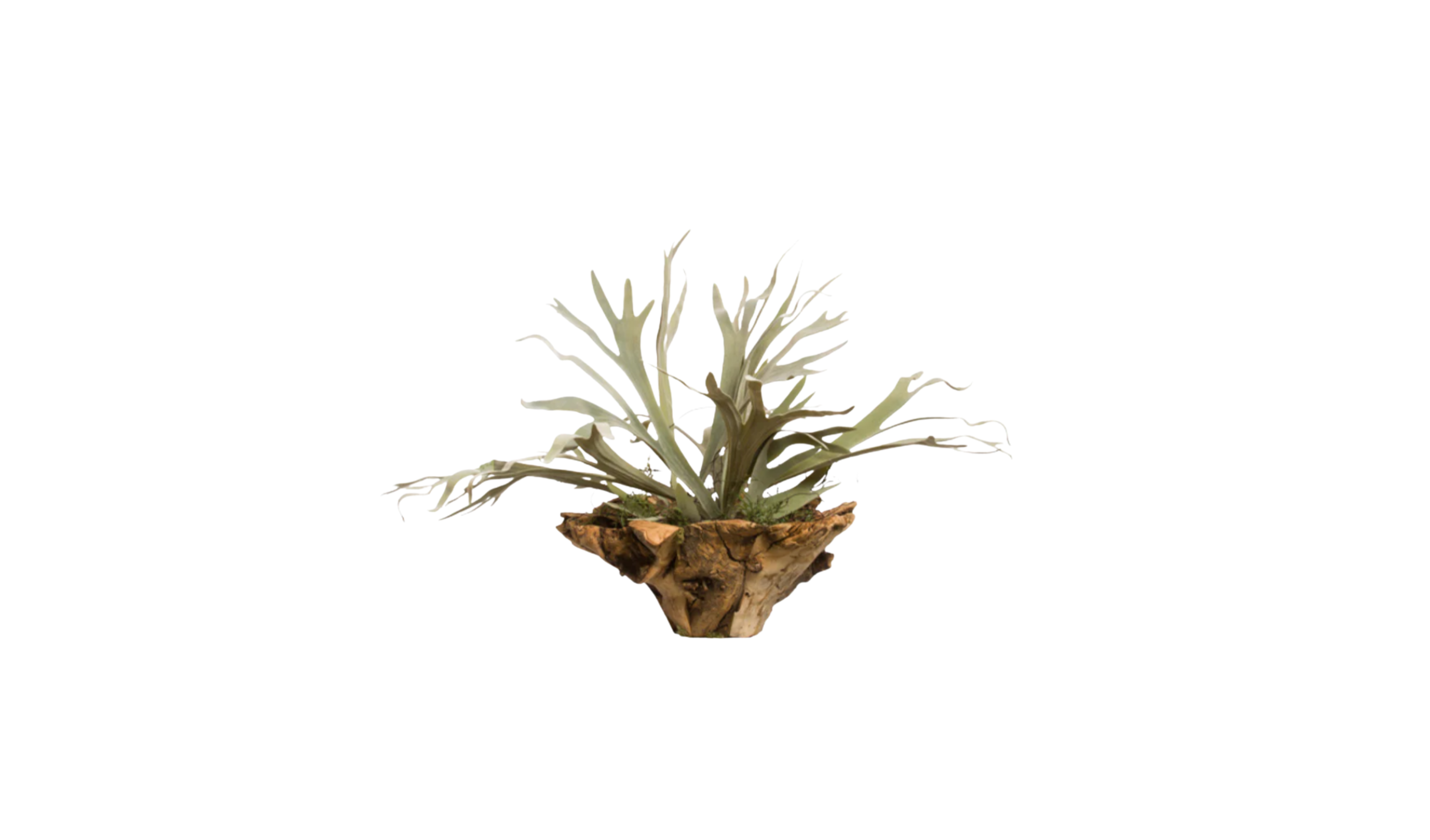Australian Staghorn Crest