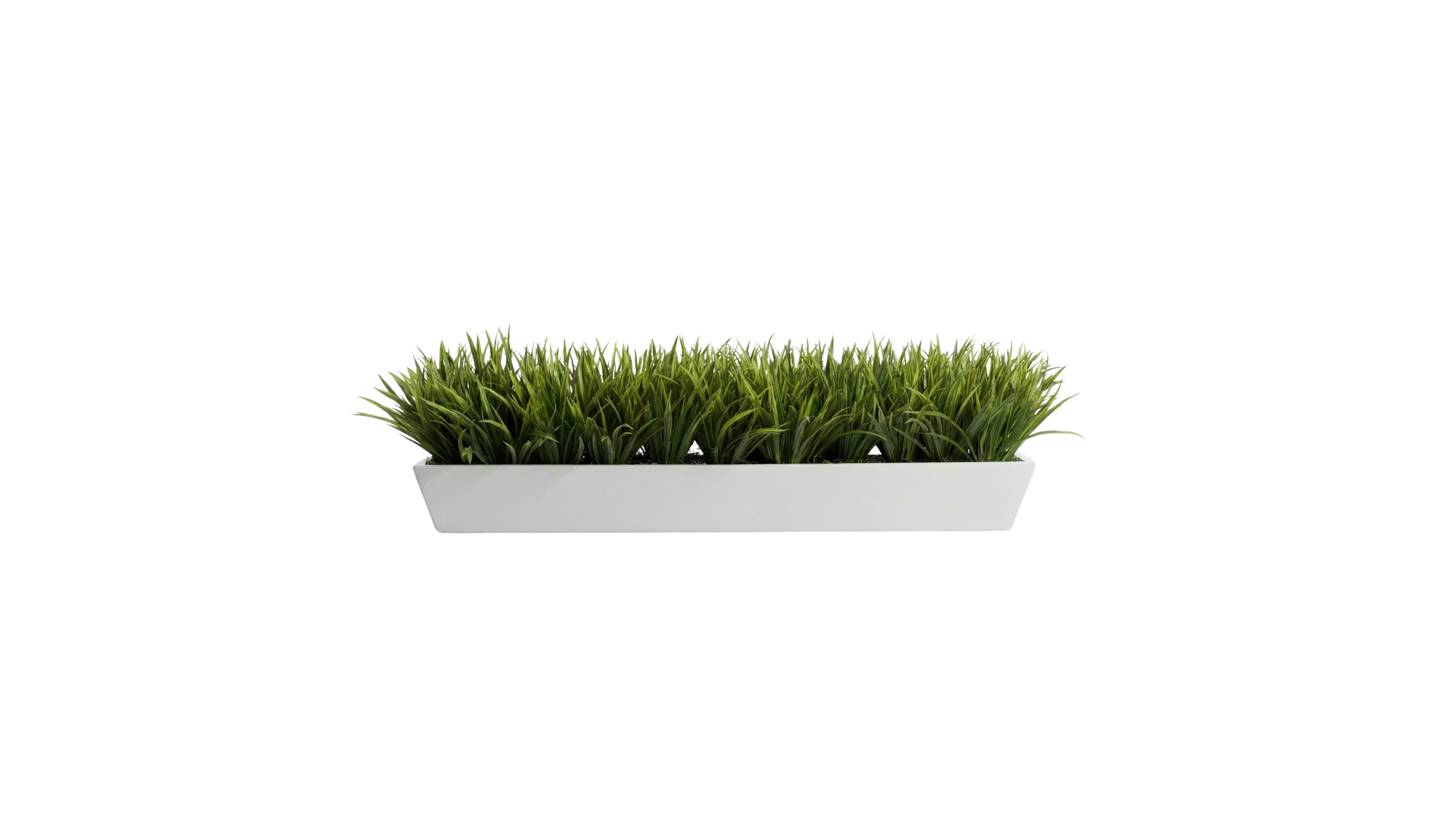 European Meadow Grass