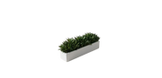 Coastal Sedge Grass