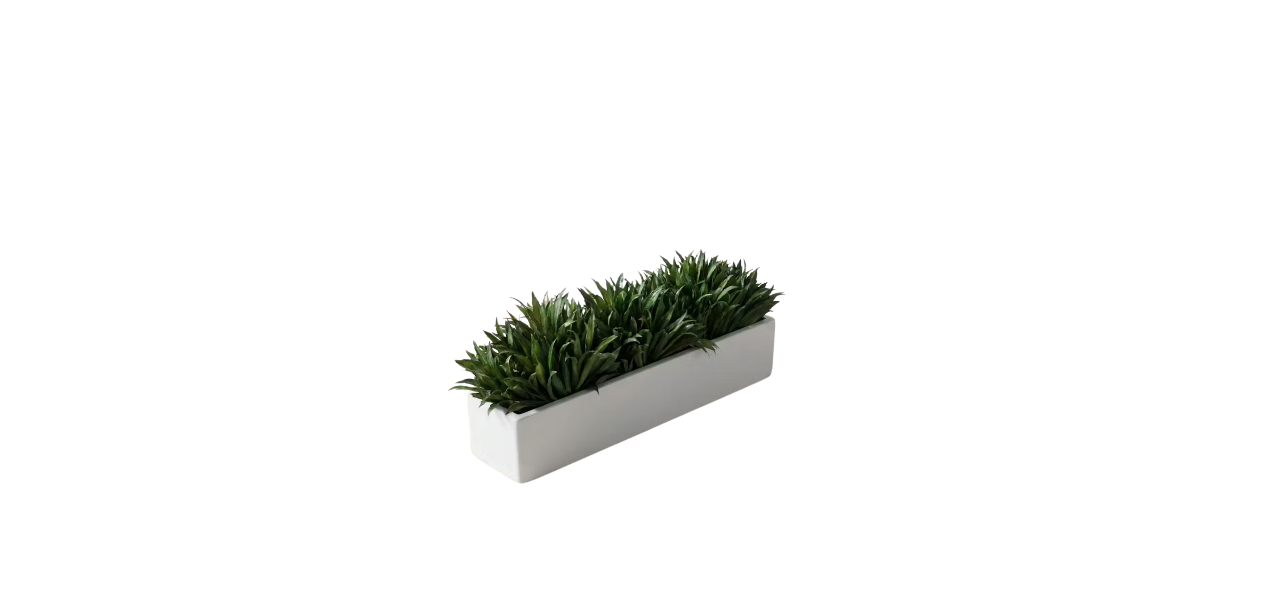 Coastal Sedge Grass