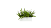 Spanish Rosemary