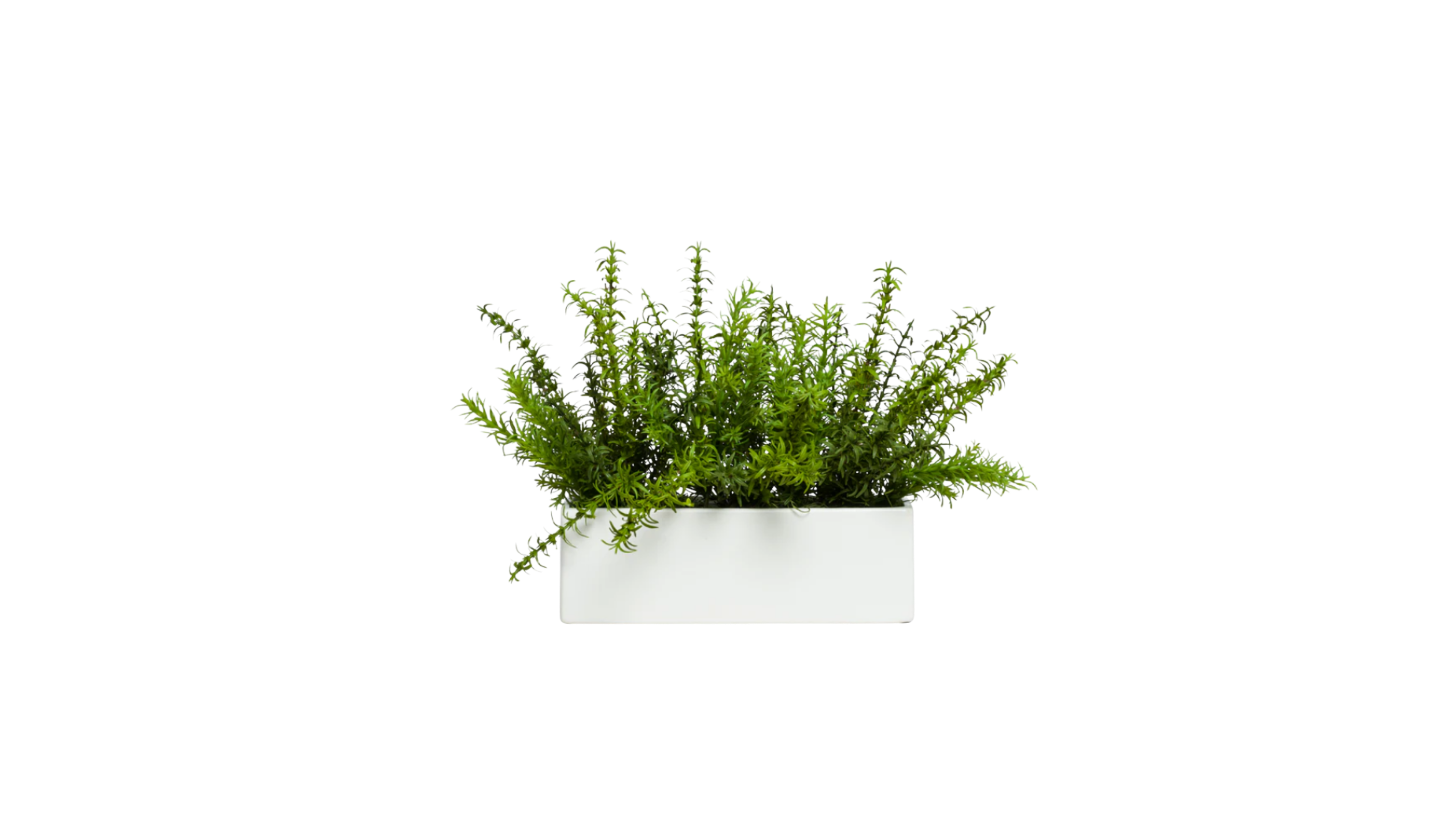 Spanish Rosemary