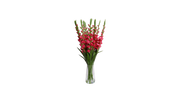 Roman Gladiolus Motifs