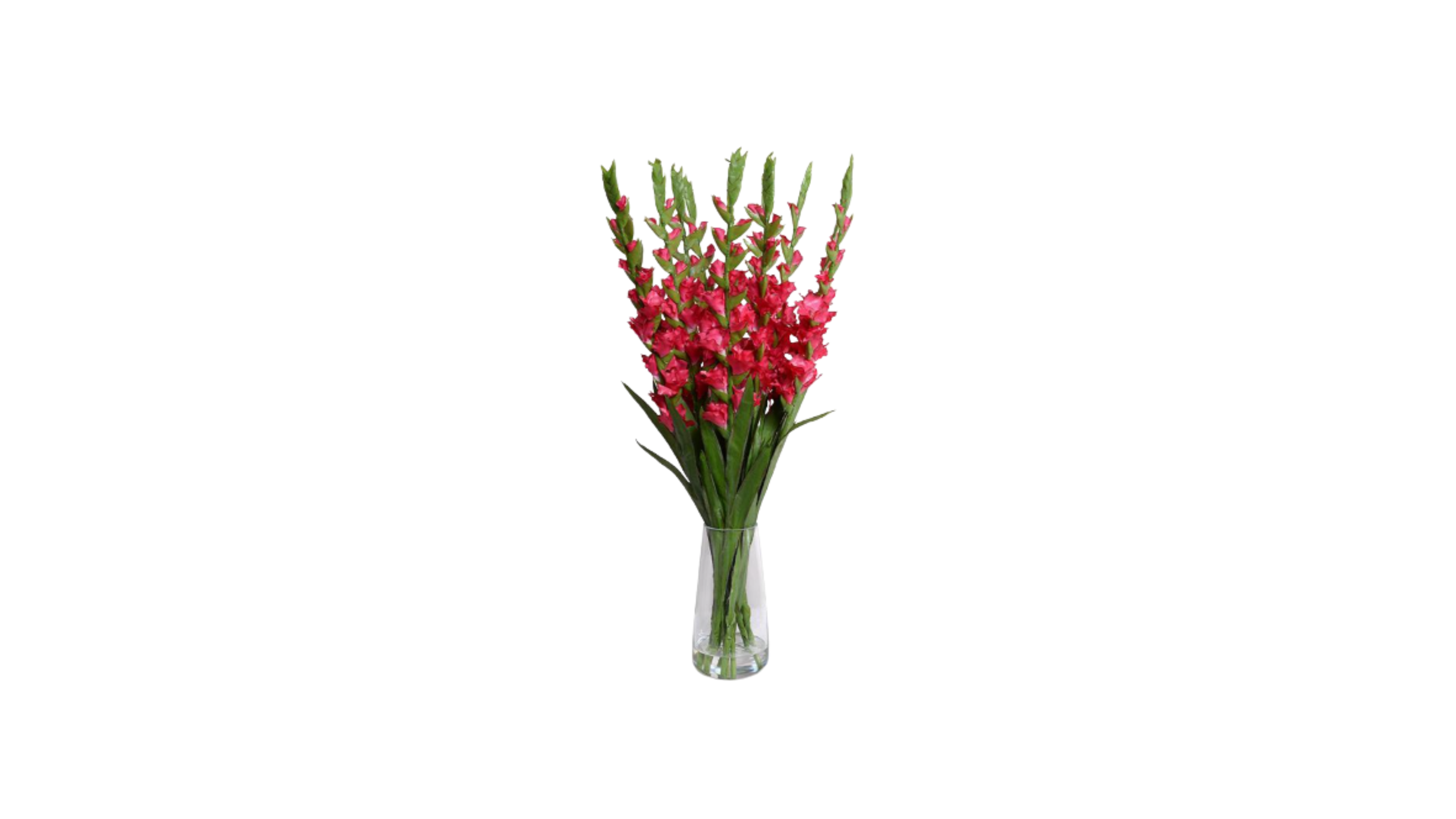 Roman Gladiolus Motifs