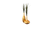Coastal Meridian Grass