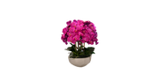 Magenta Orchid in Anthesis