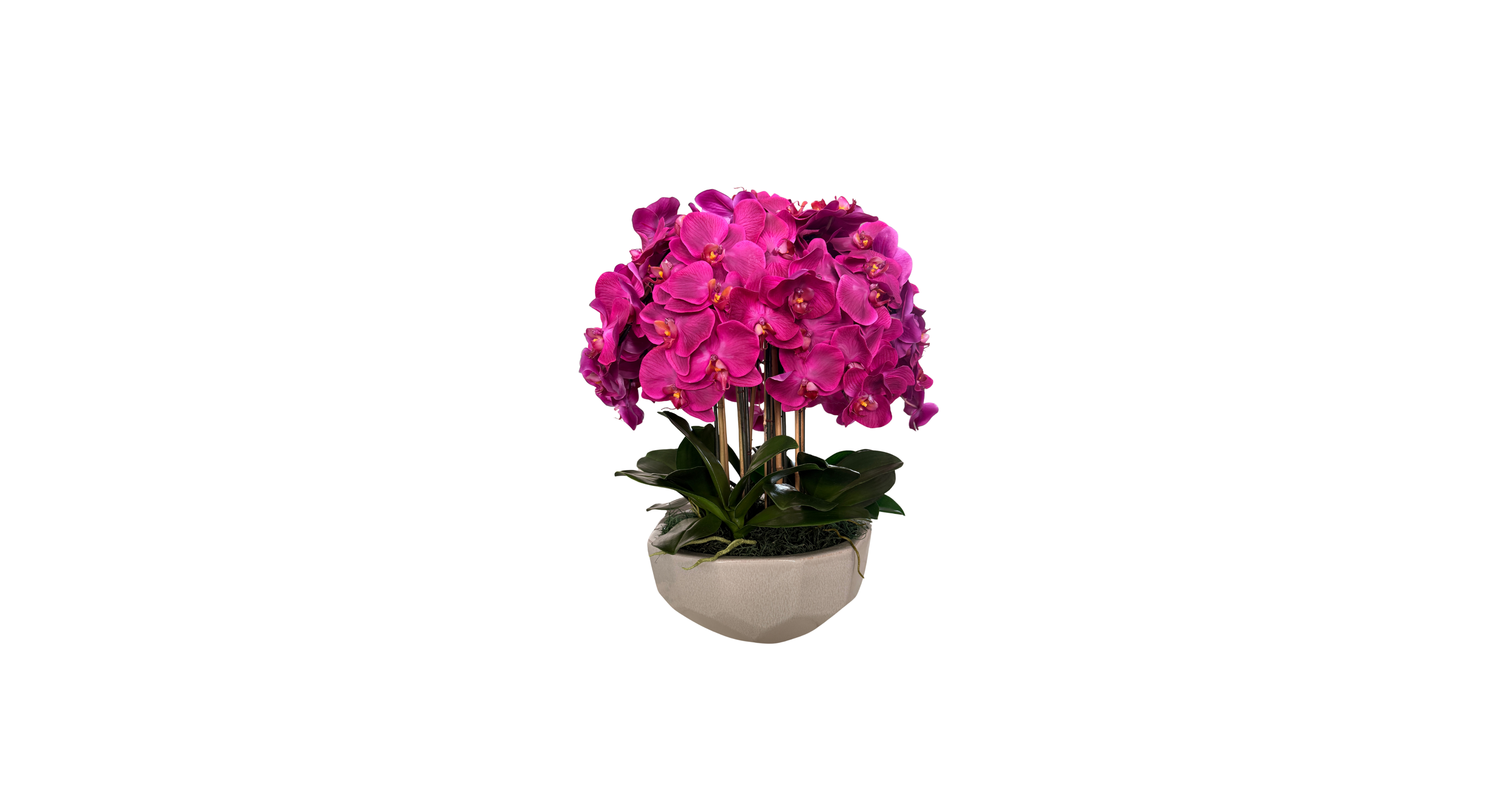 Magenta Orchid in Anthesis