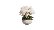 Ivory Orchid in Anthesis