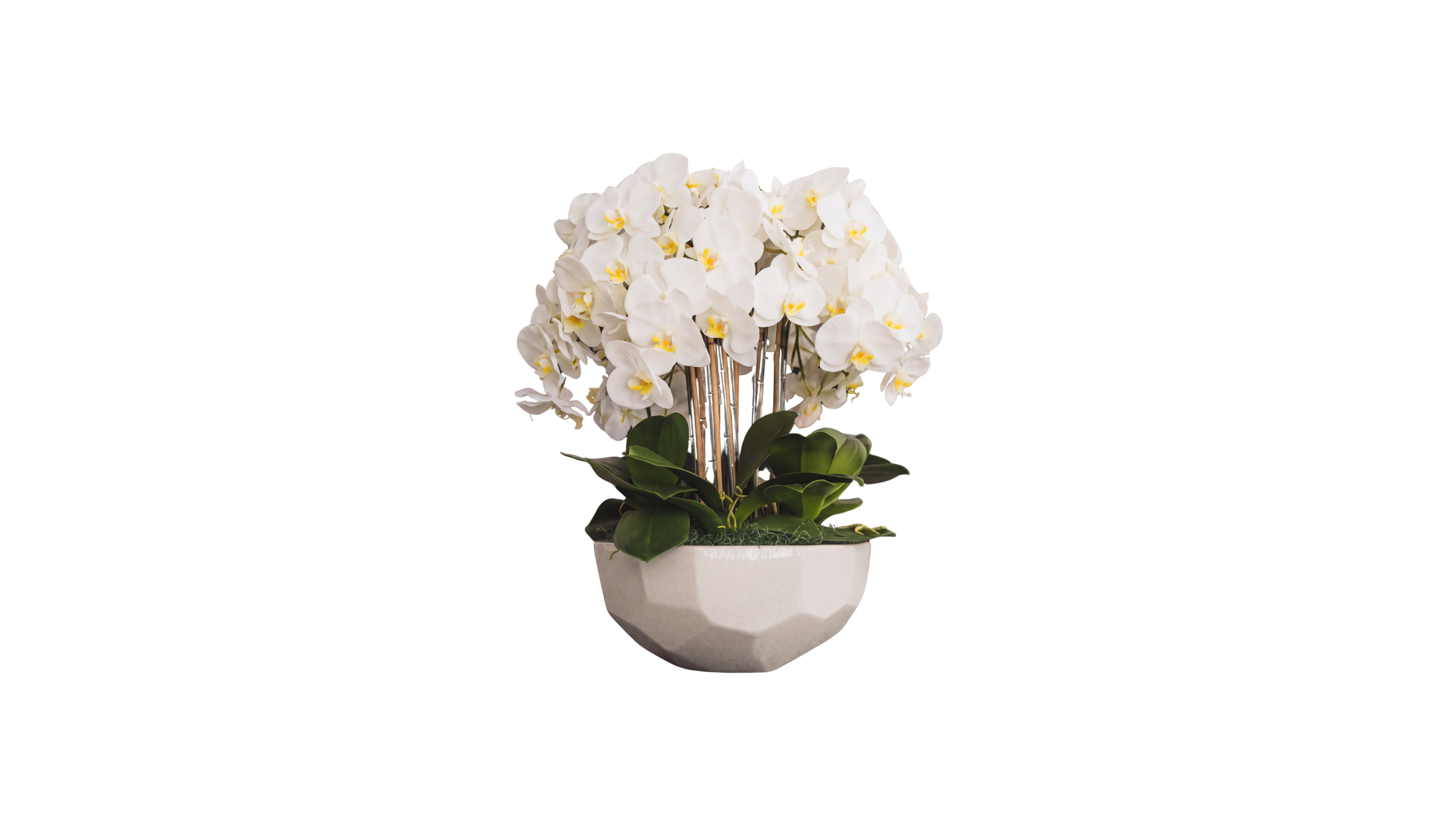 Ivory Orchid in Anthesis