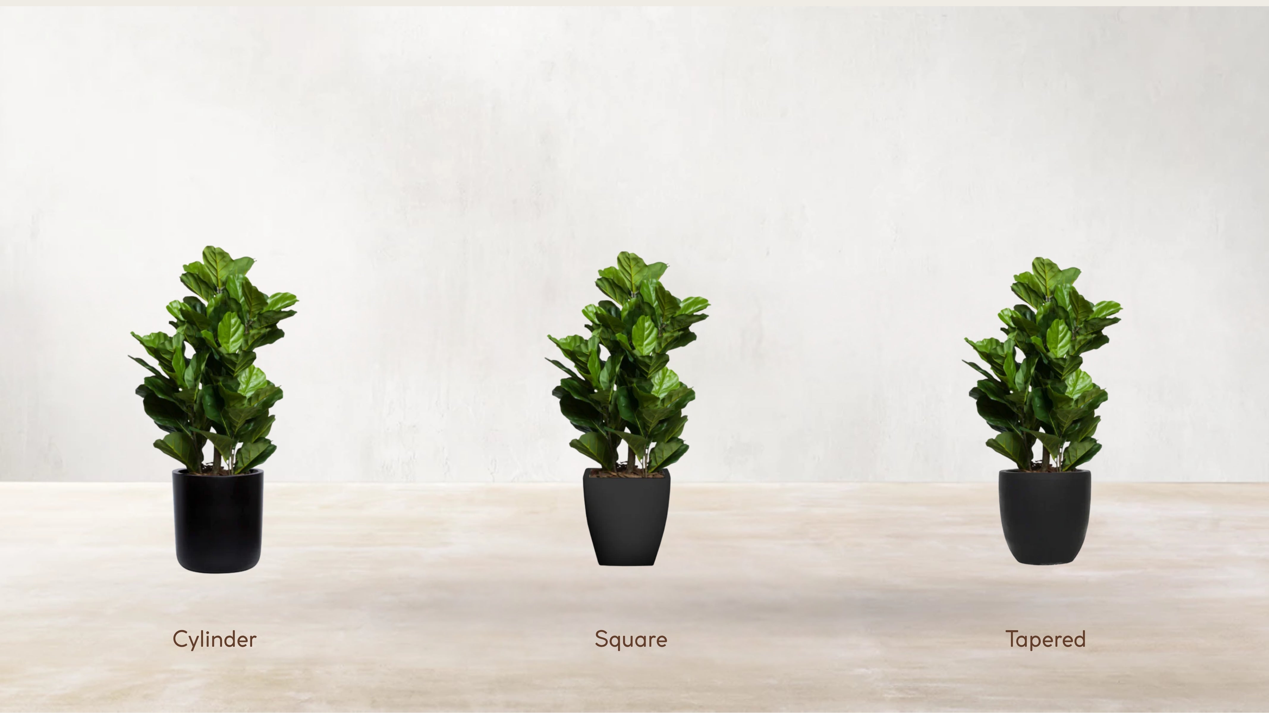 Young Fiddle Fig Tree