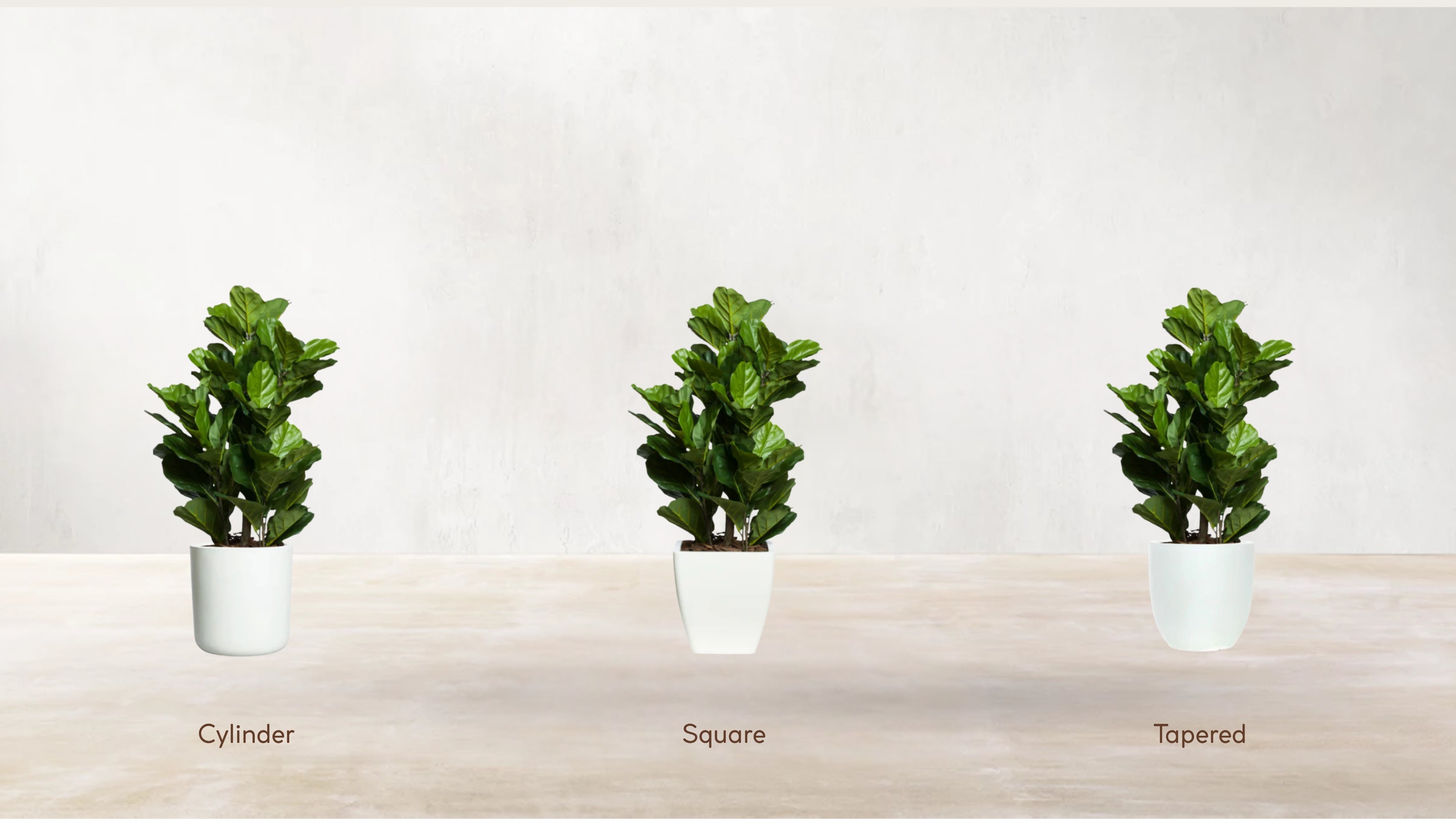 Young Fiddle Fig Tree