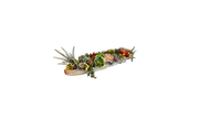Les Joyaux du Désert