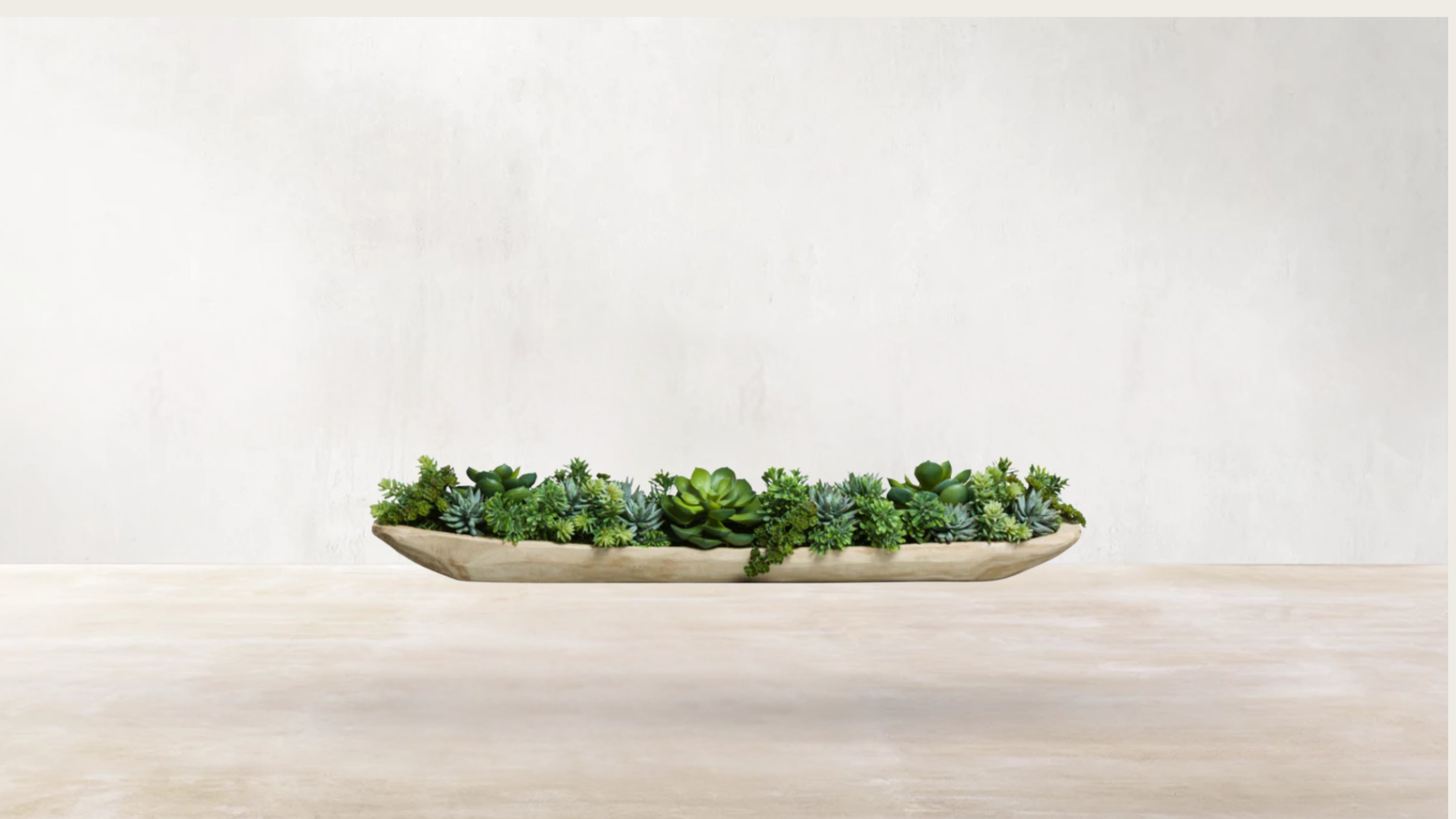 Sonoran Desert Succulent Blend
