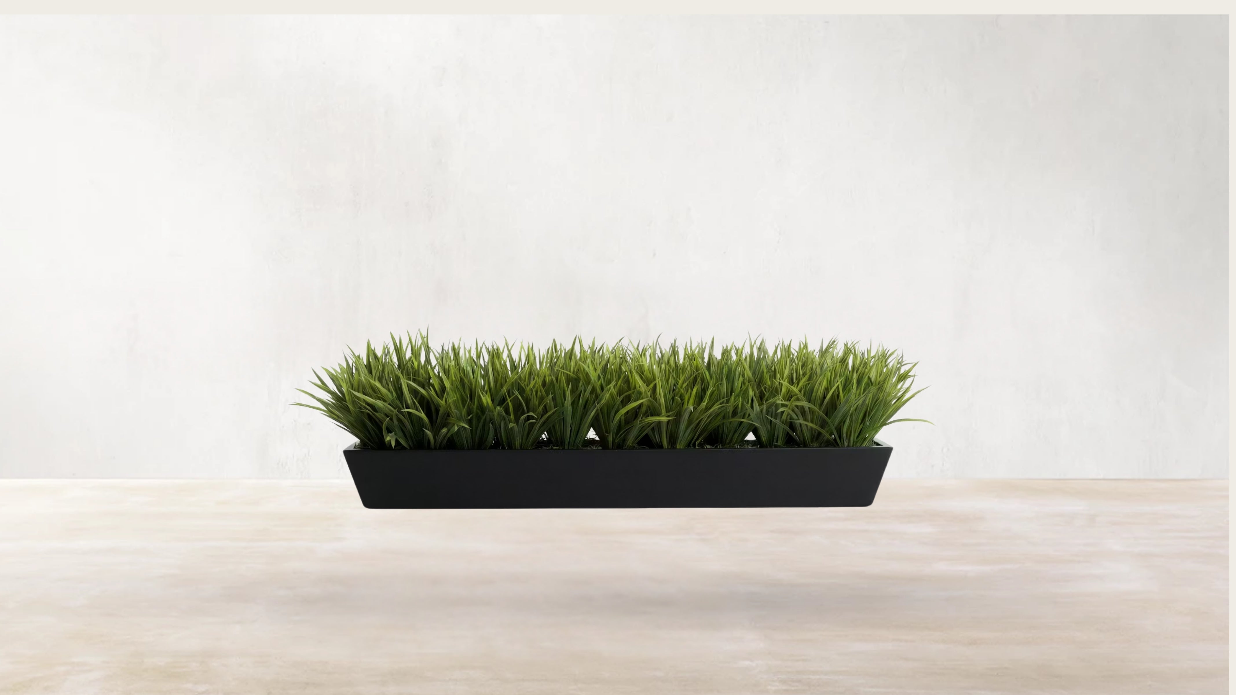 European Meadow Grass